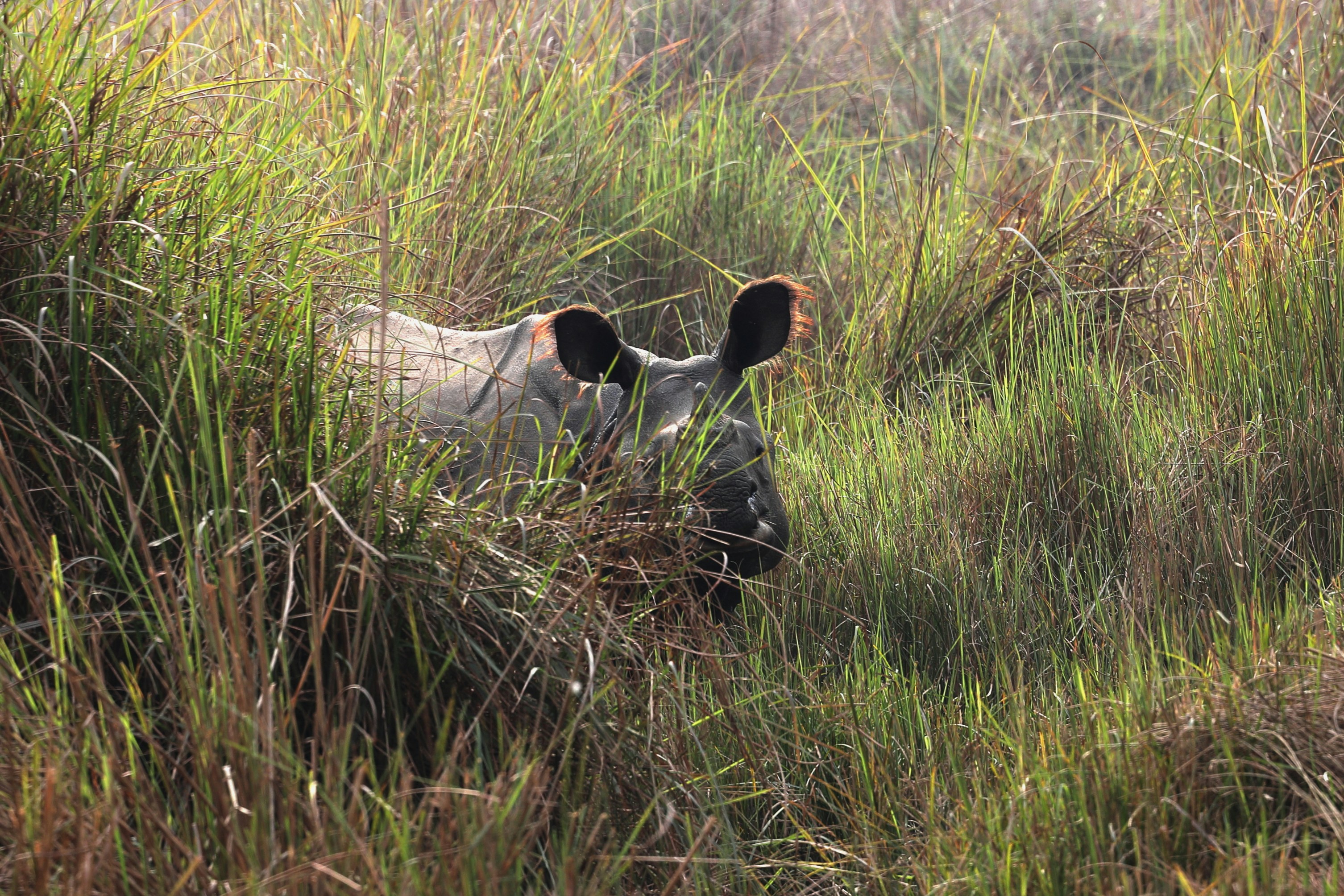 My recent visit to the KISHANPUR Zone, DUDUWA NATIONA PARK, was in February 2025. I missed Gabbar and New Male crossing each other, but the landscape and forest are worth visiting.