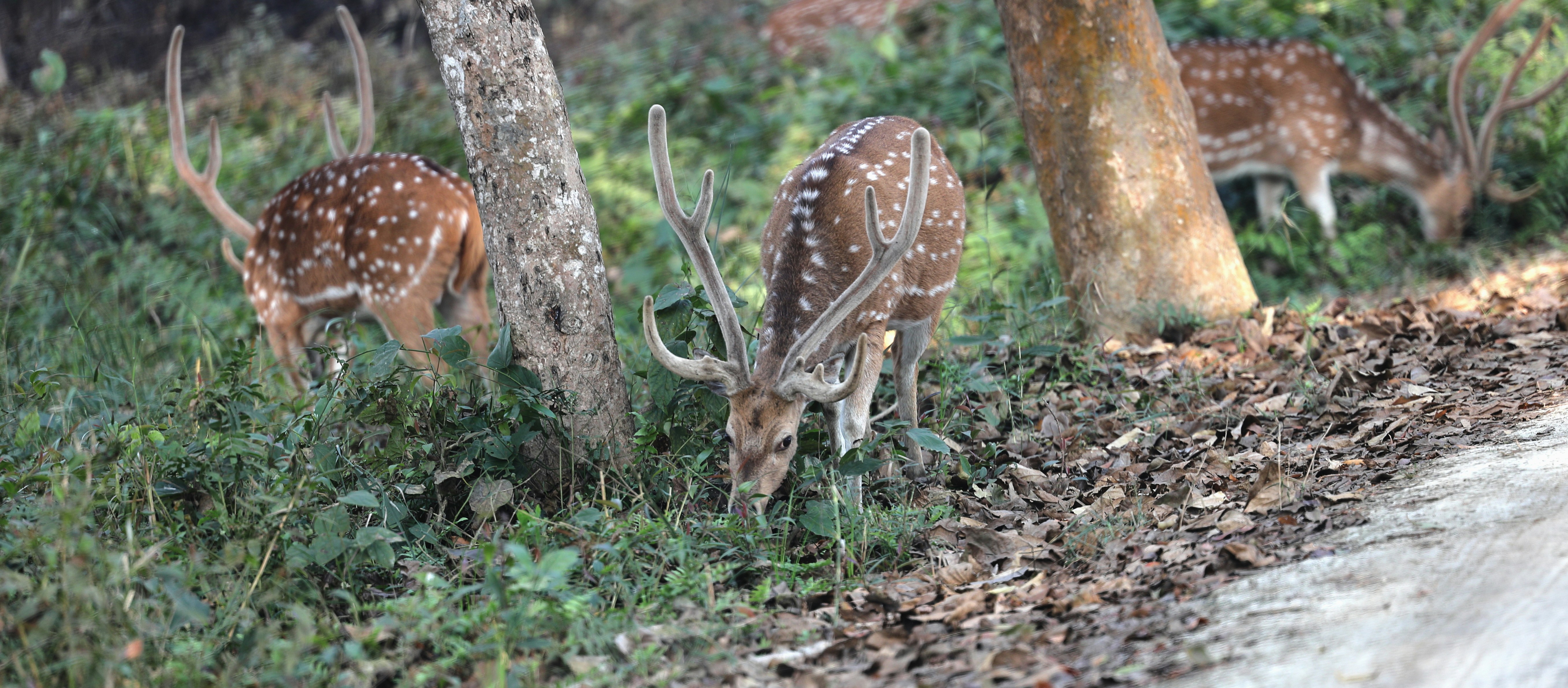 Photo by lakshmimn68