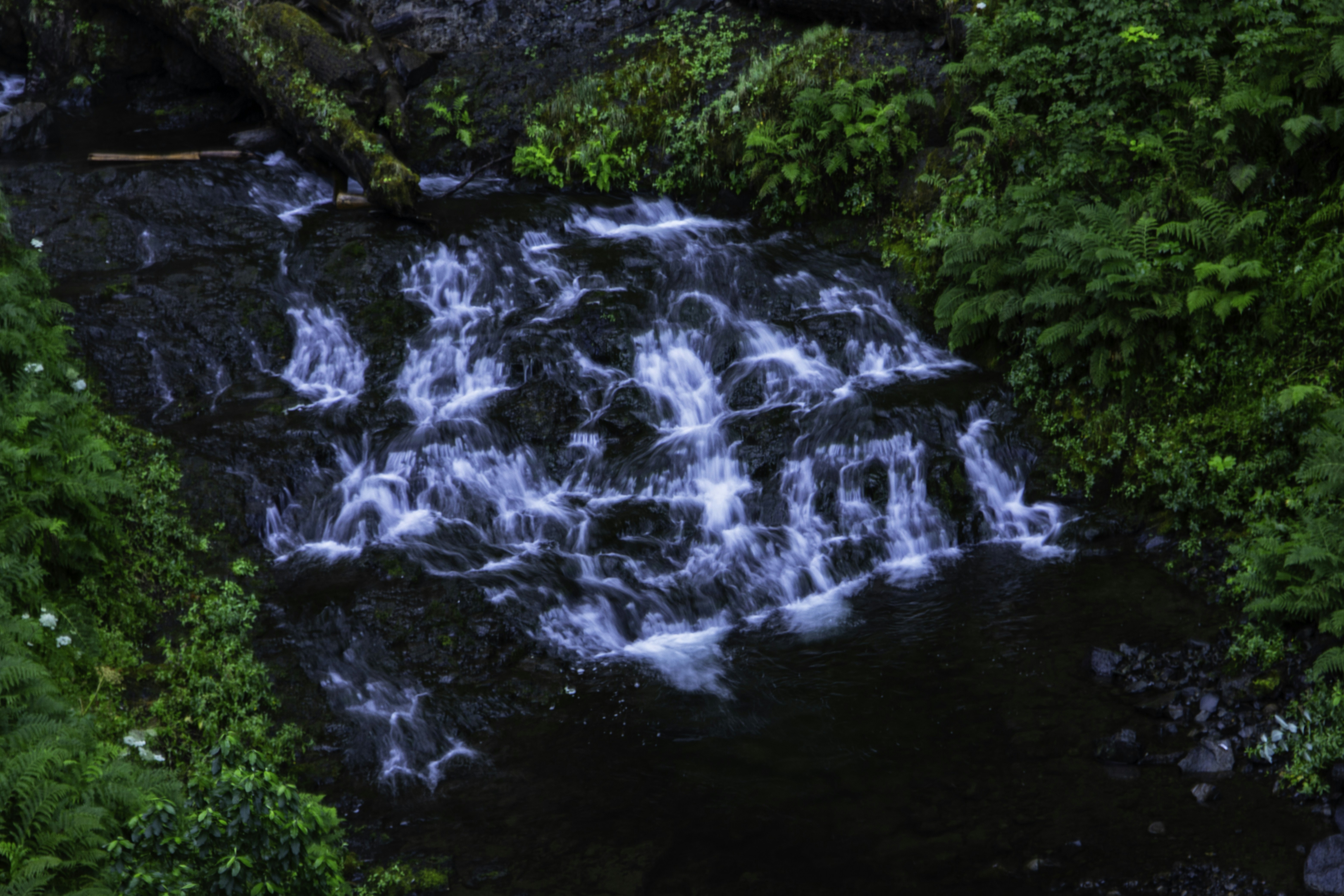 A stream running through a lush green forest