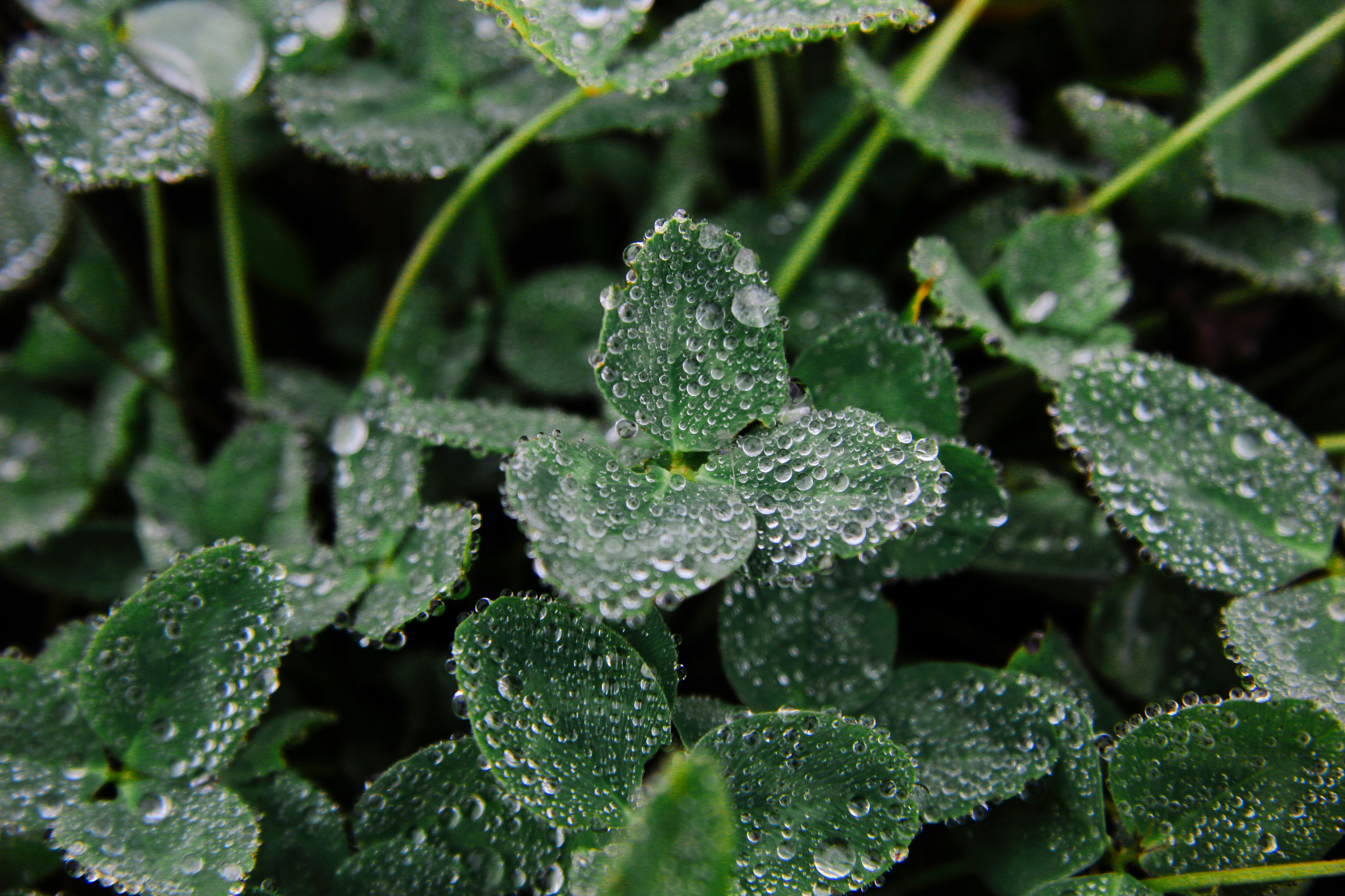 Photo by felis_catus