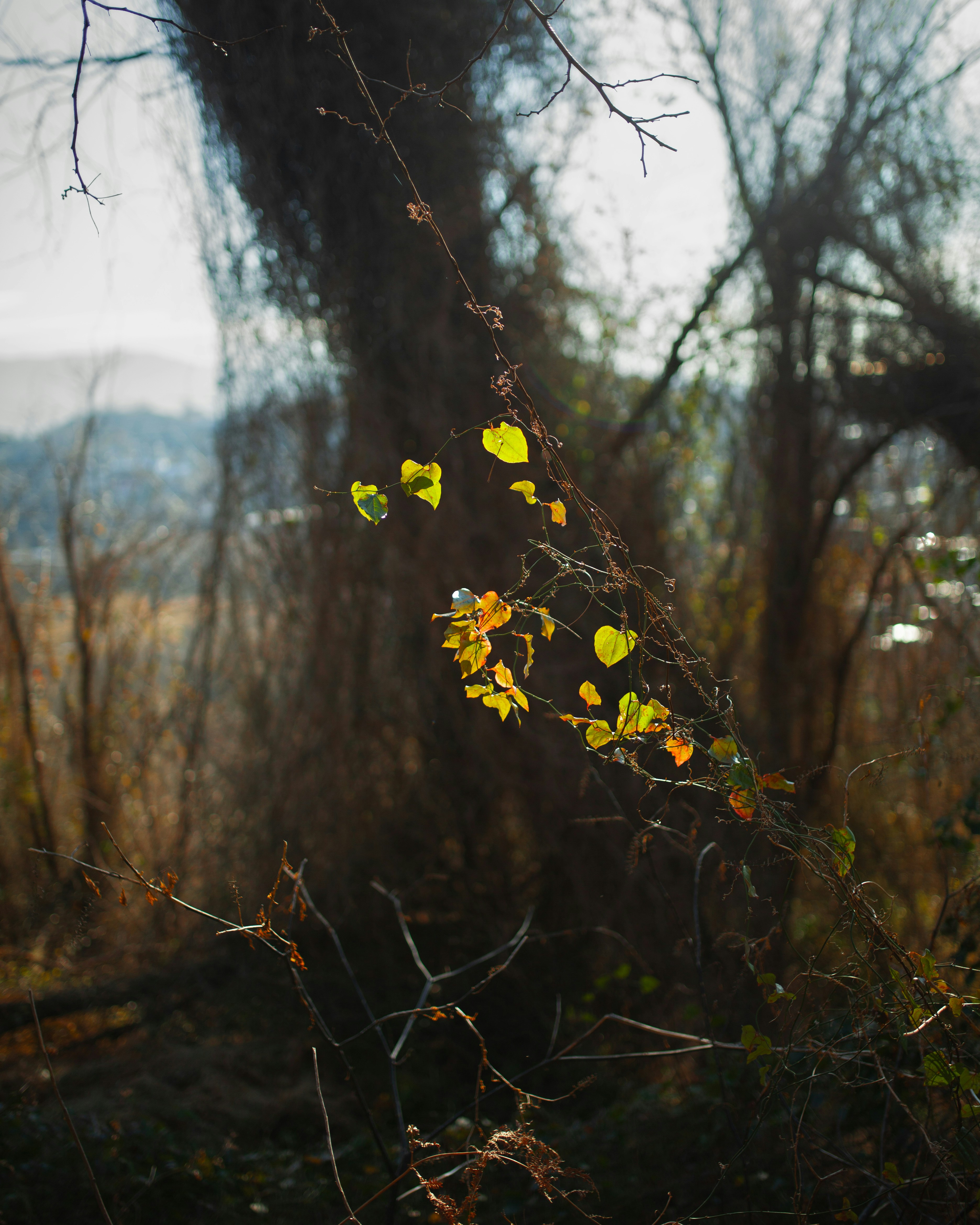 A tree branch with yellow leaves in a wooded area