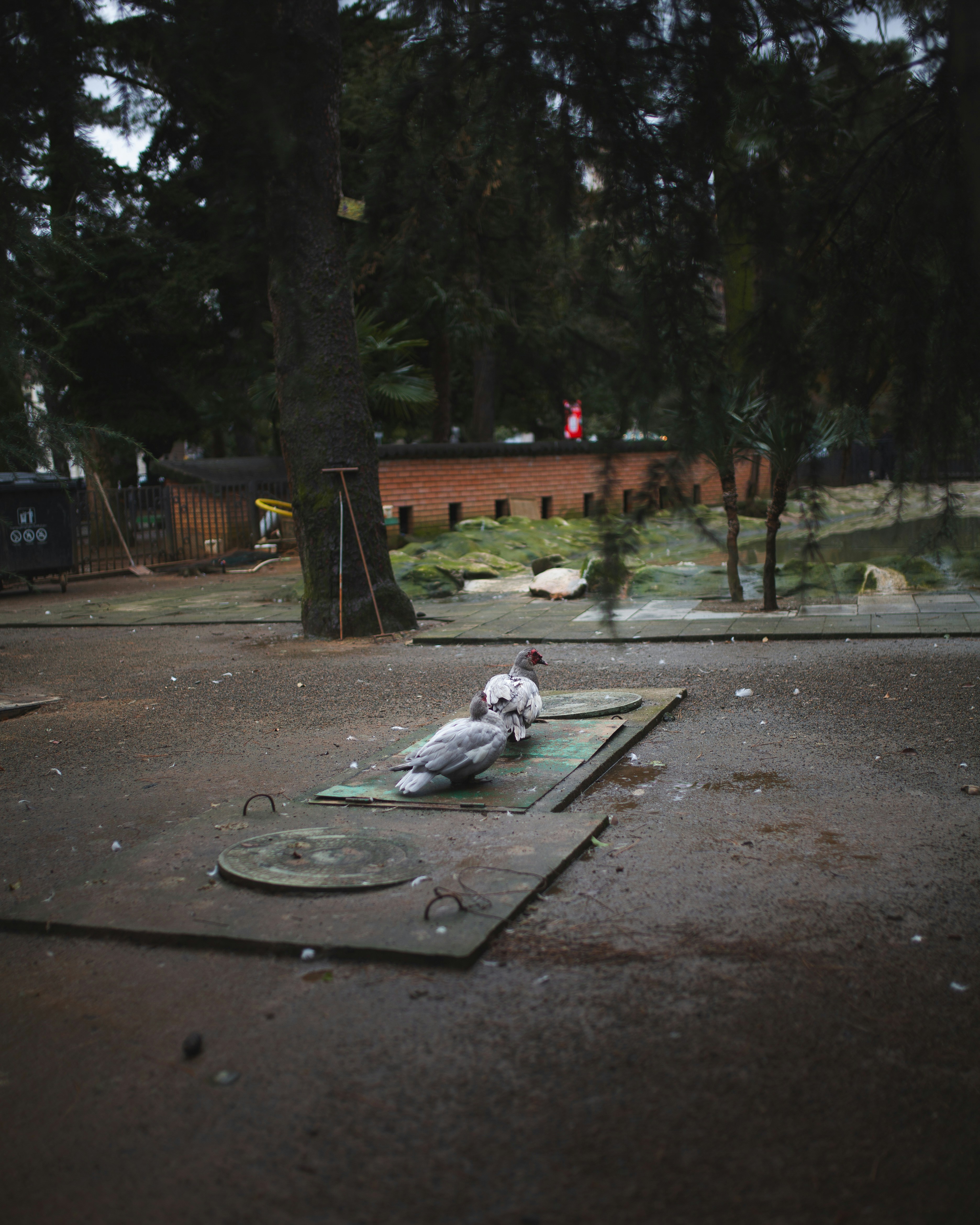 A white bird sitting on top of a green mat
