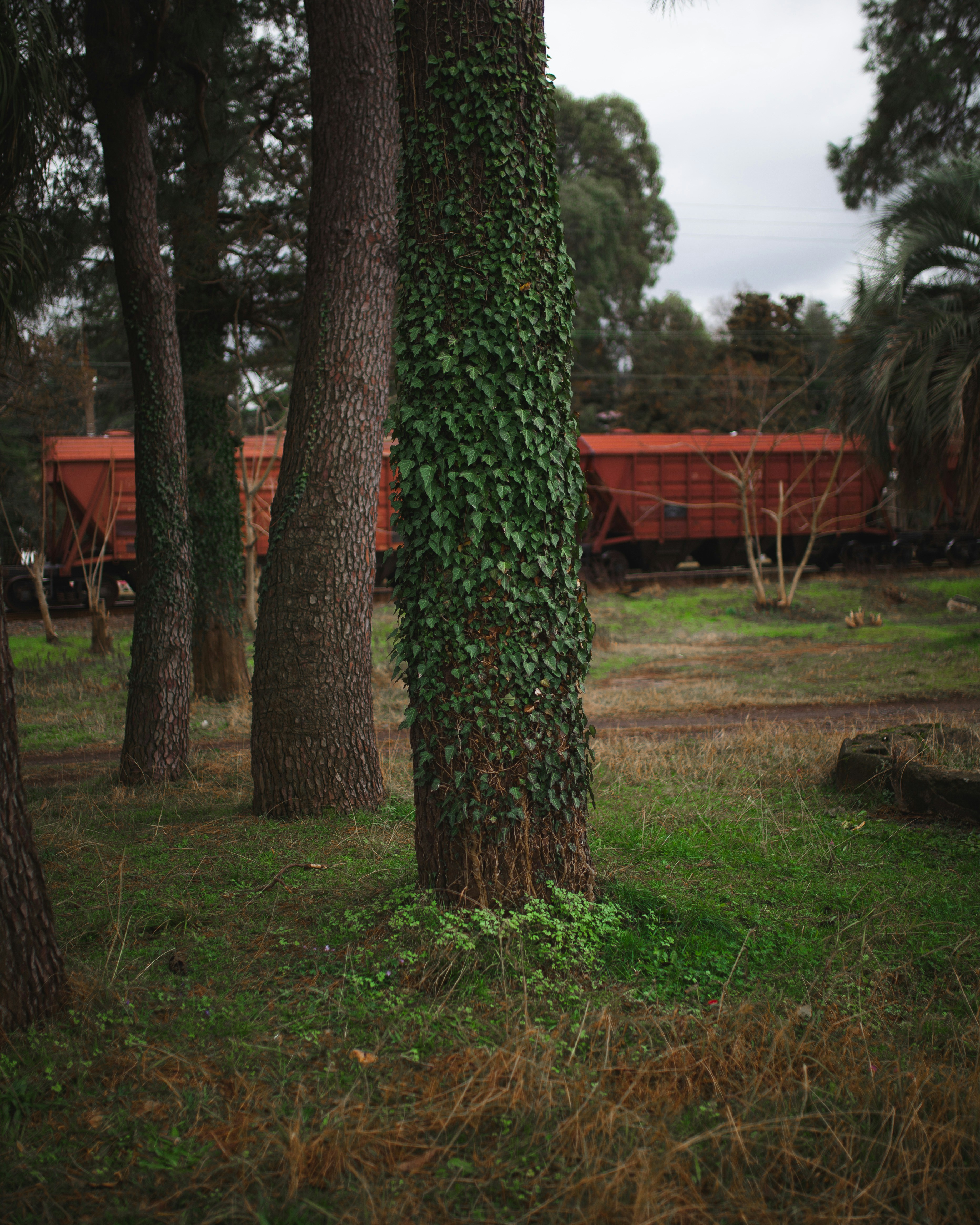 A train traveling through a lush green forest