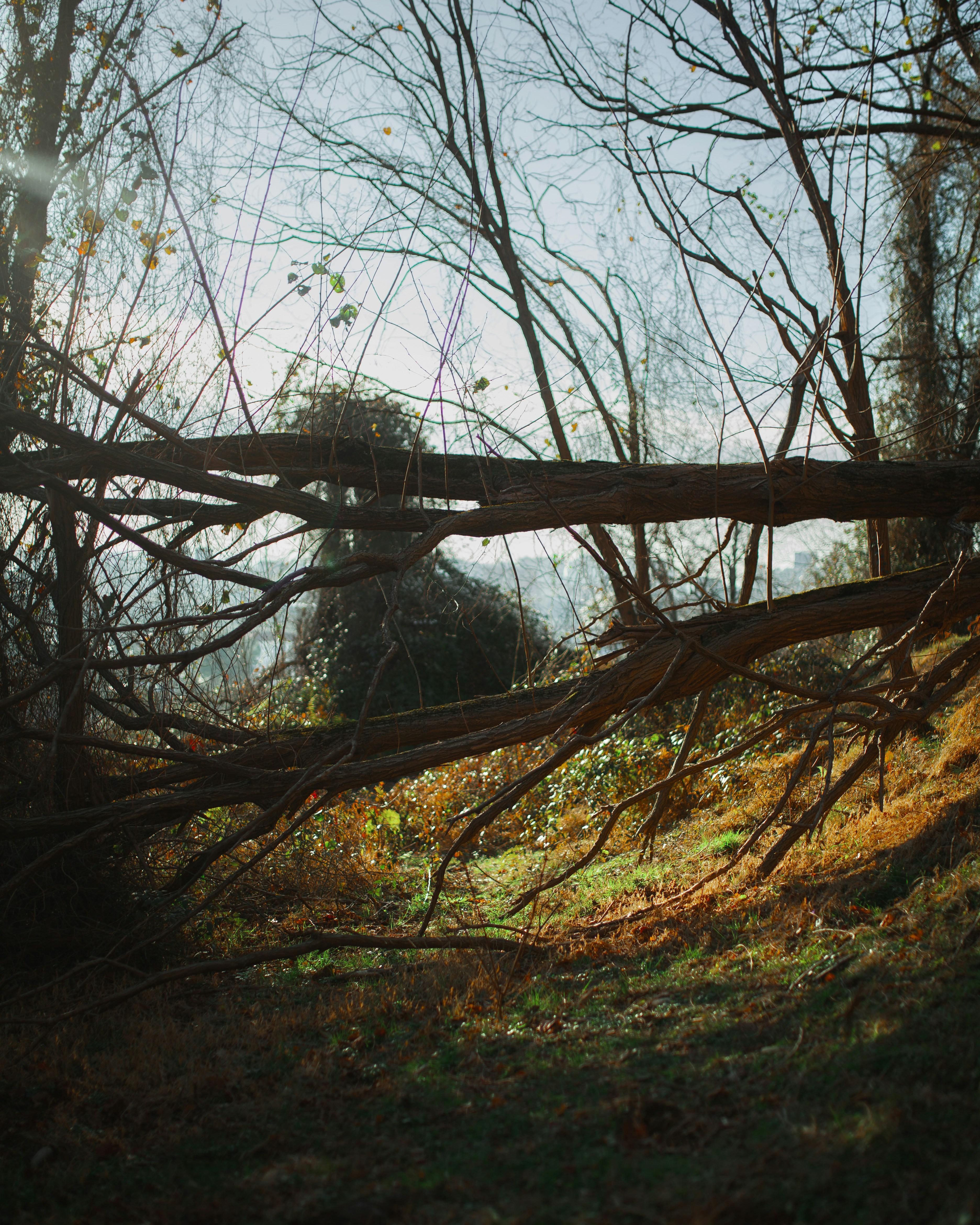 A fallen tree in a wooded area with no leaves