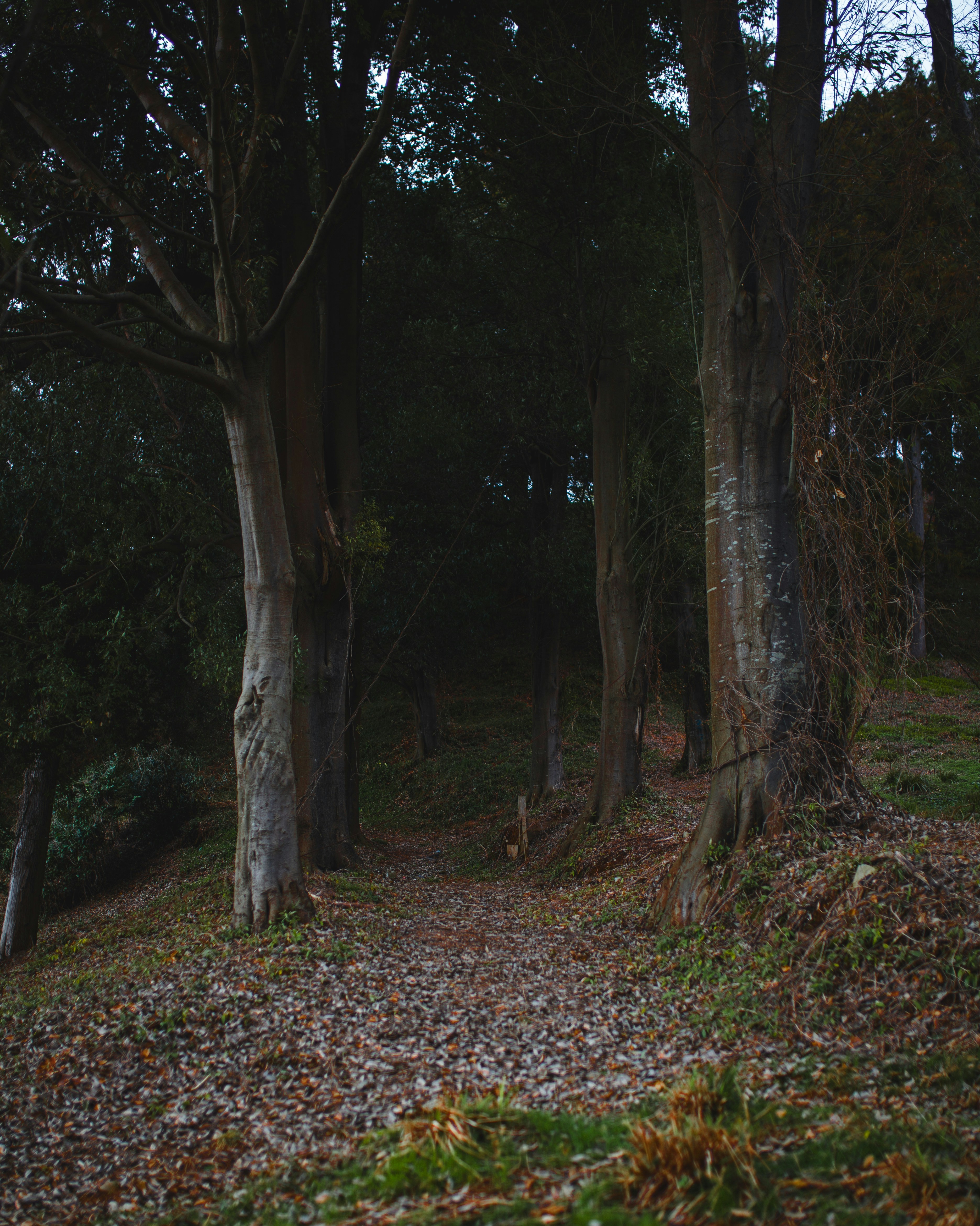 A path in the woods with trees and leaves on the ground
