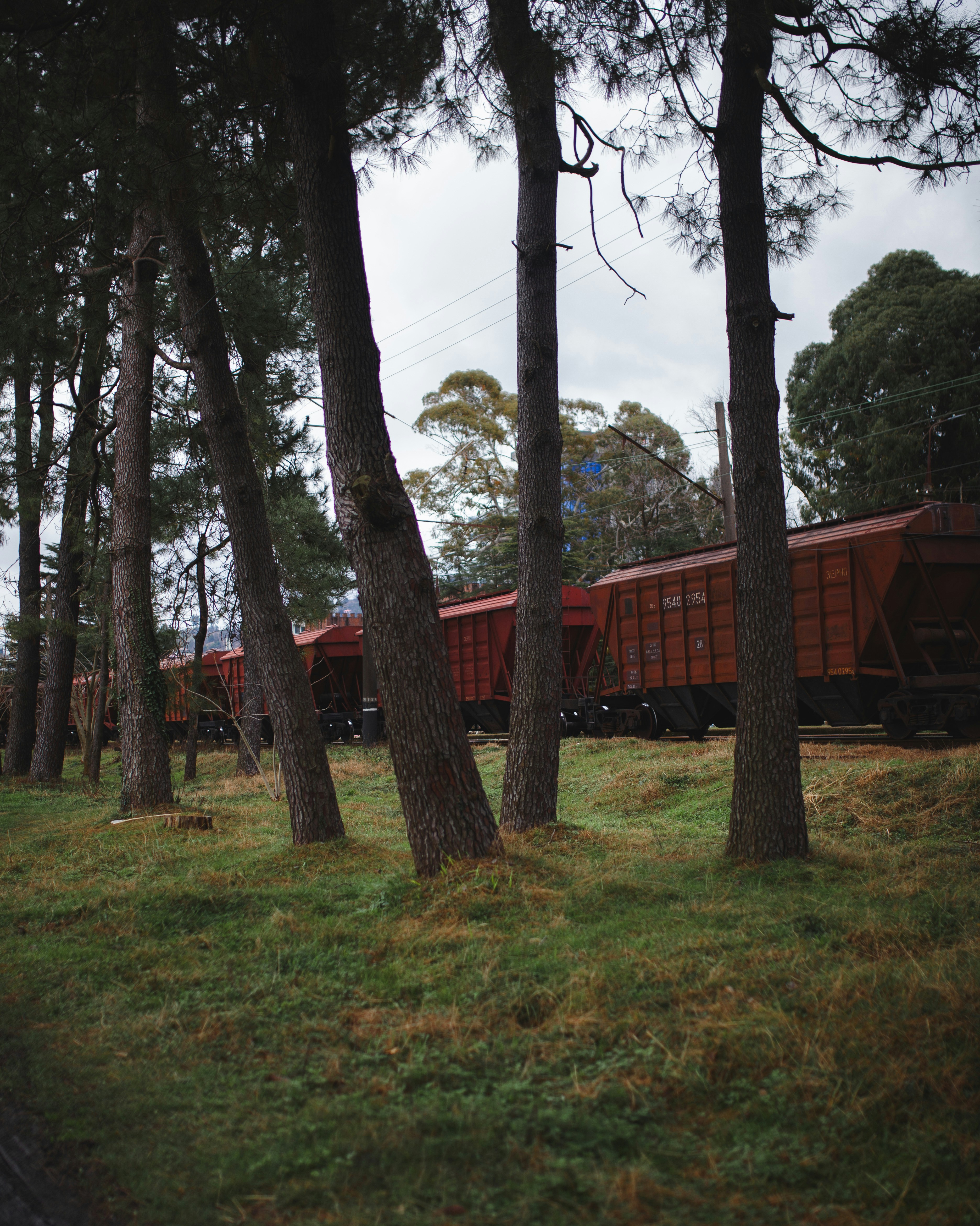 A train traveling through a forest filled with trees