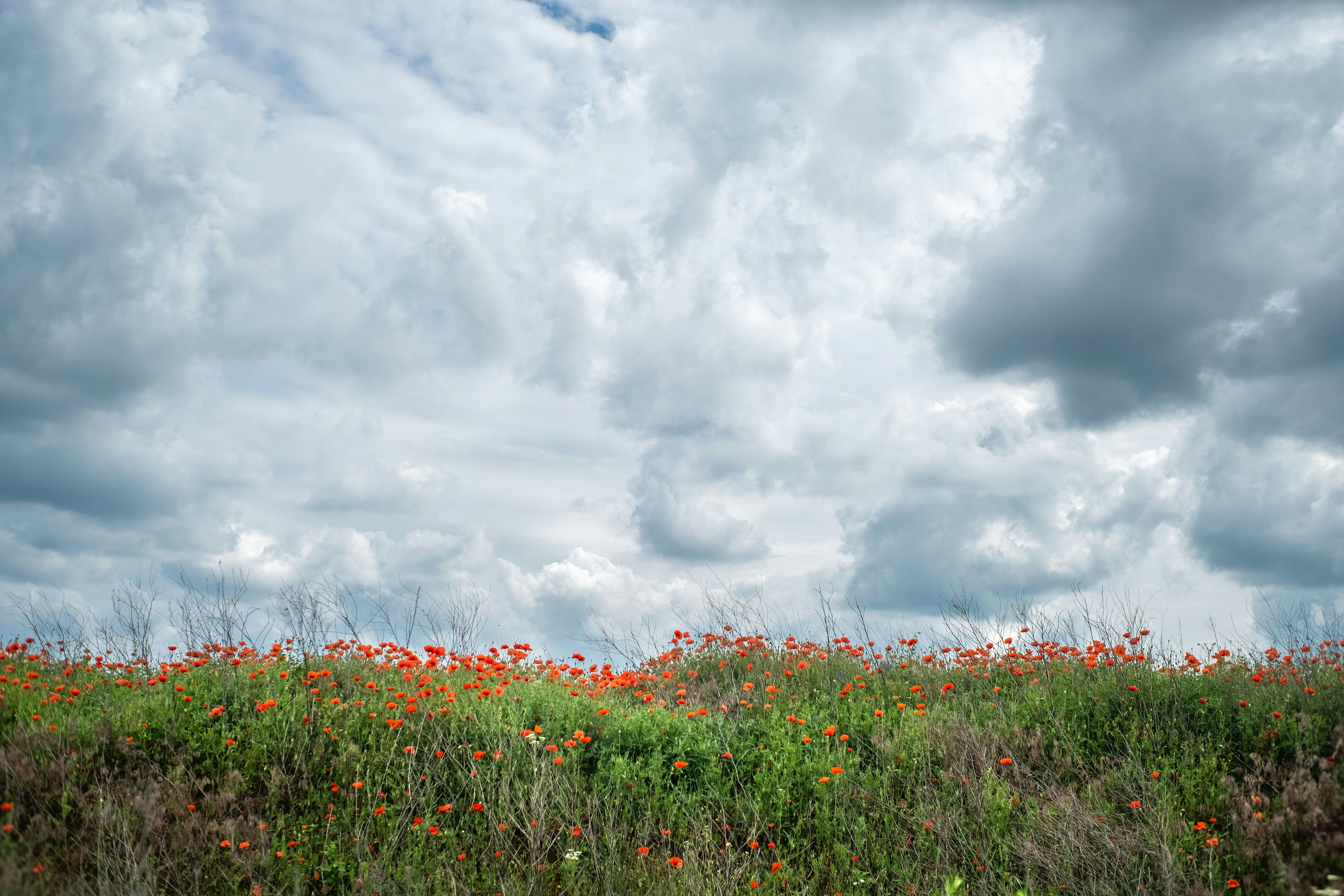 A field full of flowers under a cloudy sky photo – Free Nature Image on ...