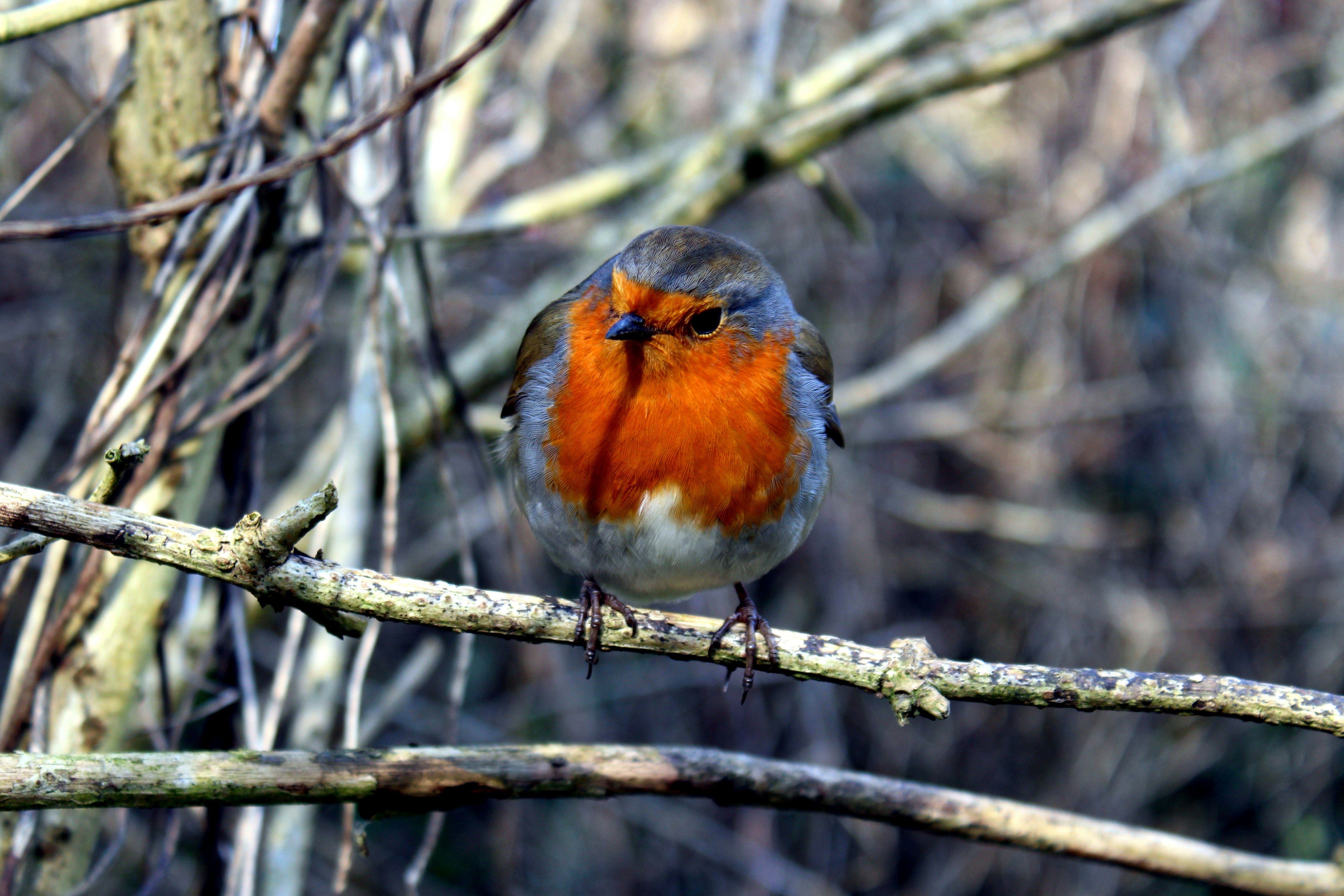 A red and blue bird sitting on a tree branch