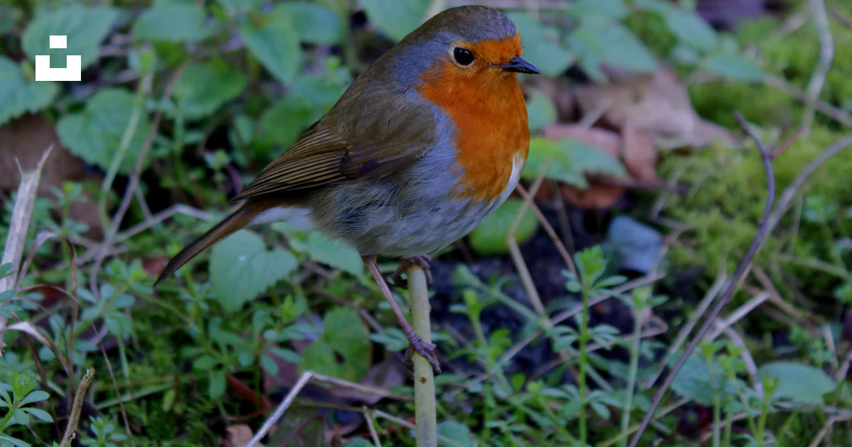 Uk Rspb Logo Um pequeno pássaro está de pé na grama – Fotografia grátis na Unsplash