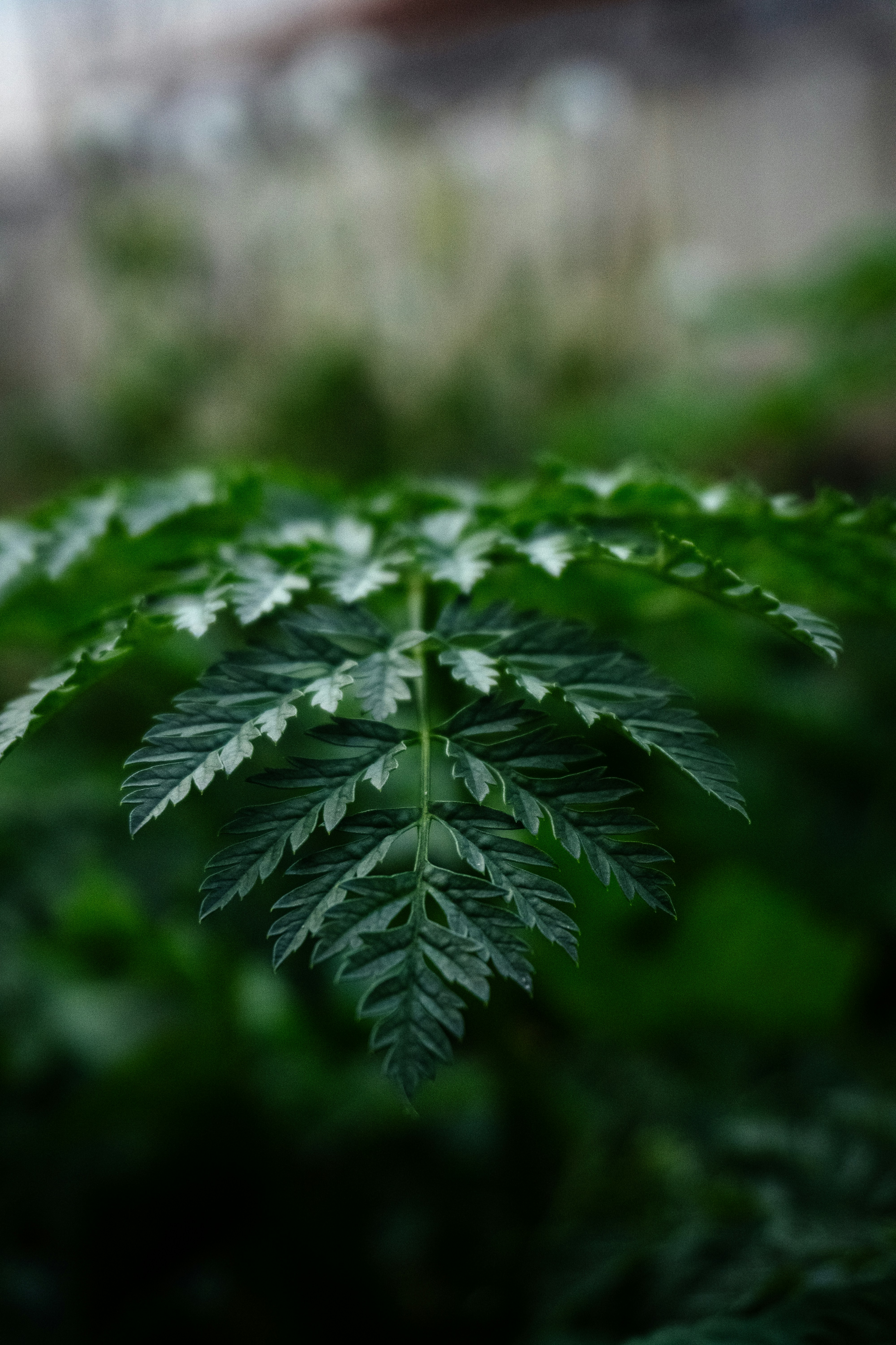 A close up of a green leafy plant