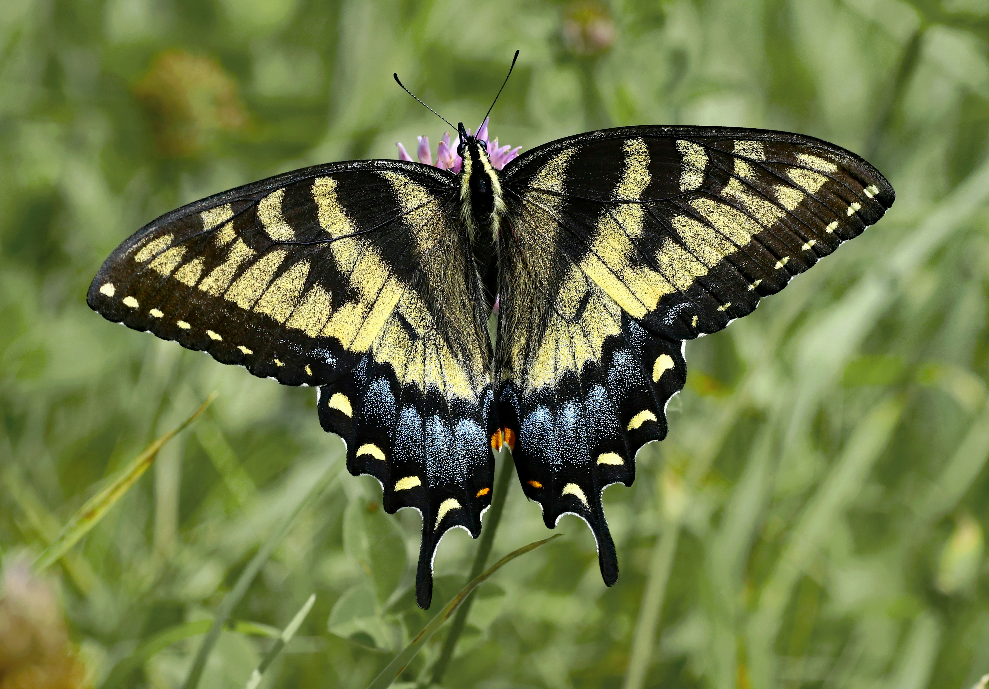 Photo by telliottmbamsc