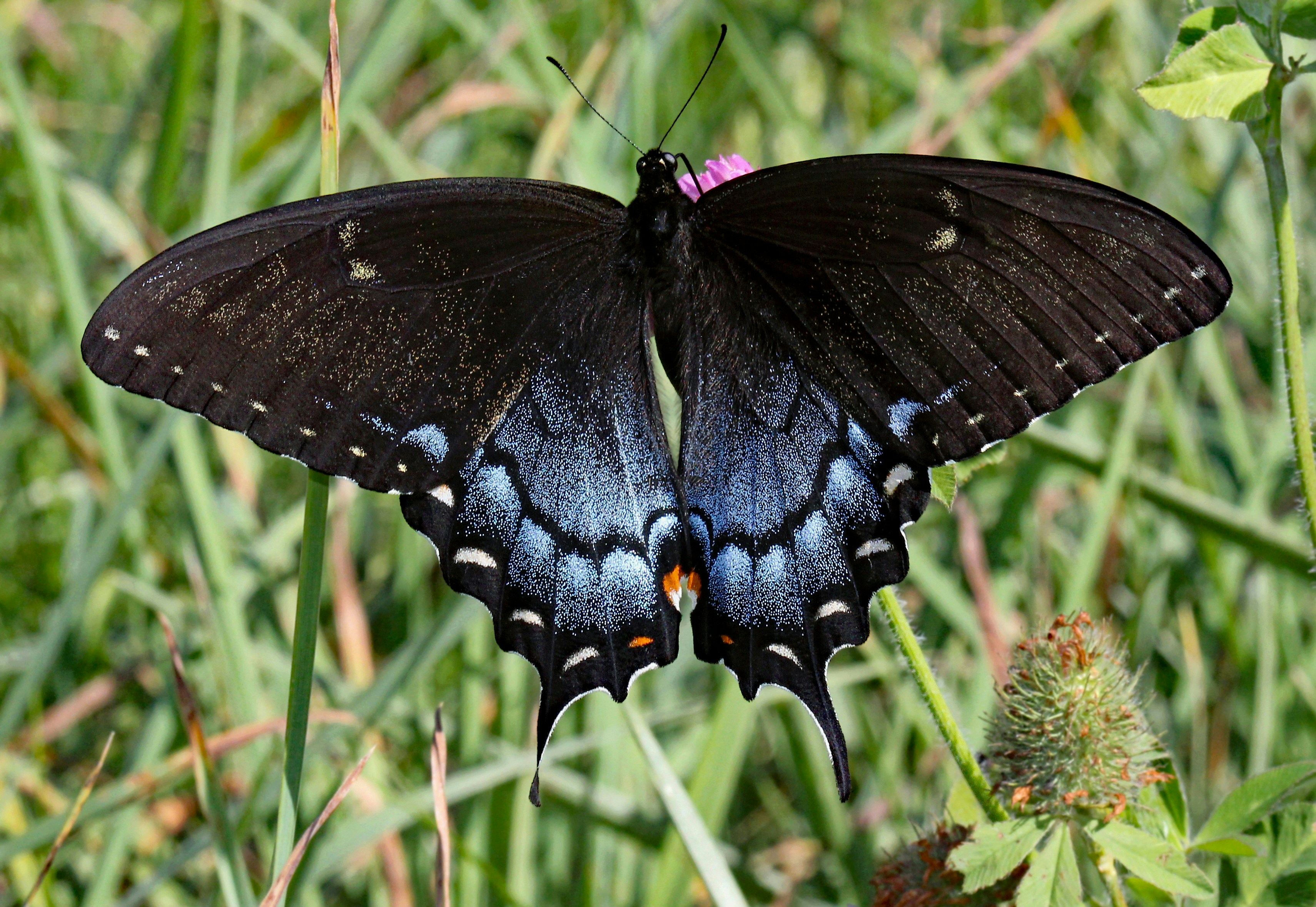 Photo by telliottmbamsc