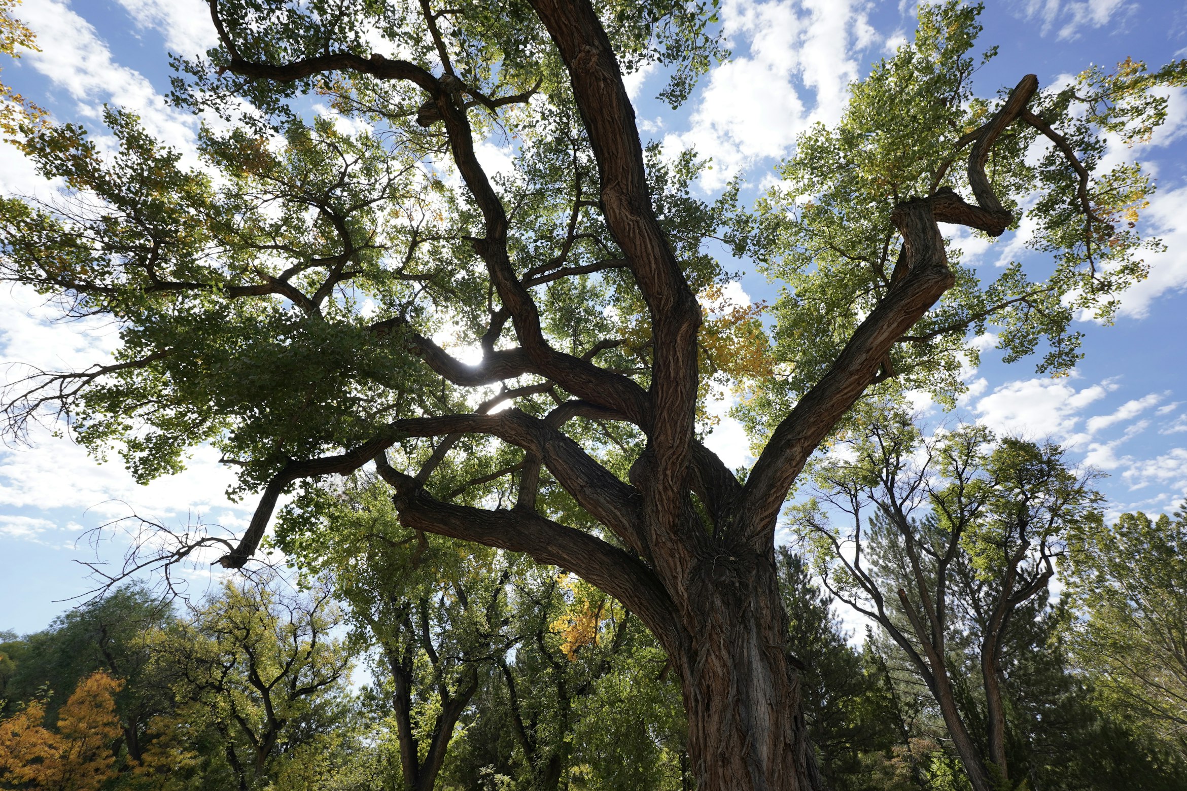 Person meditating peacefully in nature, embodying the mindfulness and present moment awareness cultivated in therapy