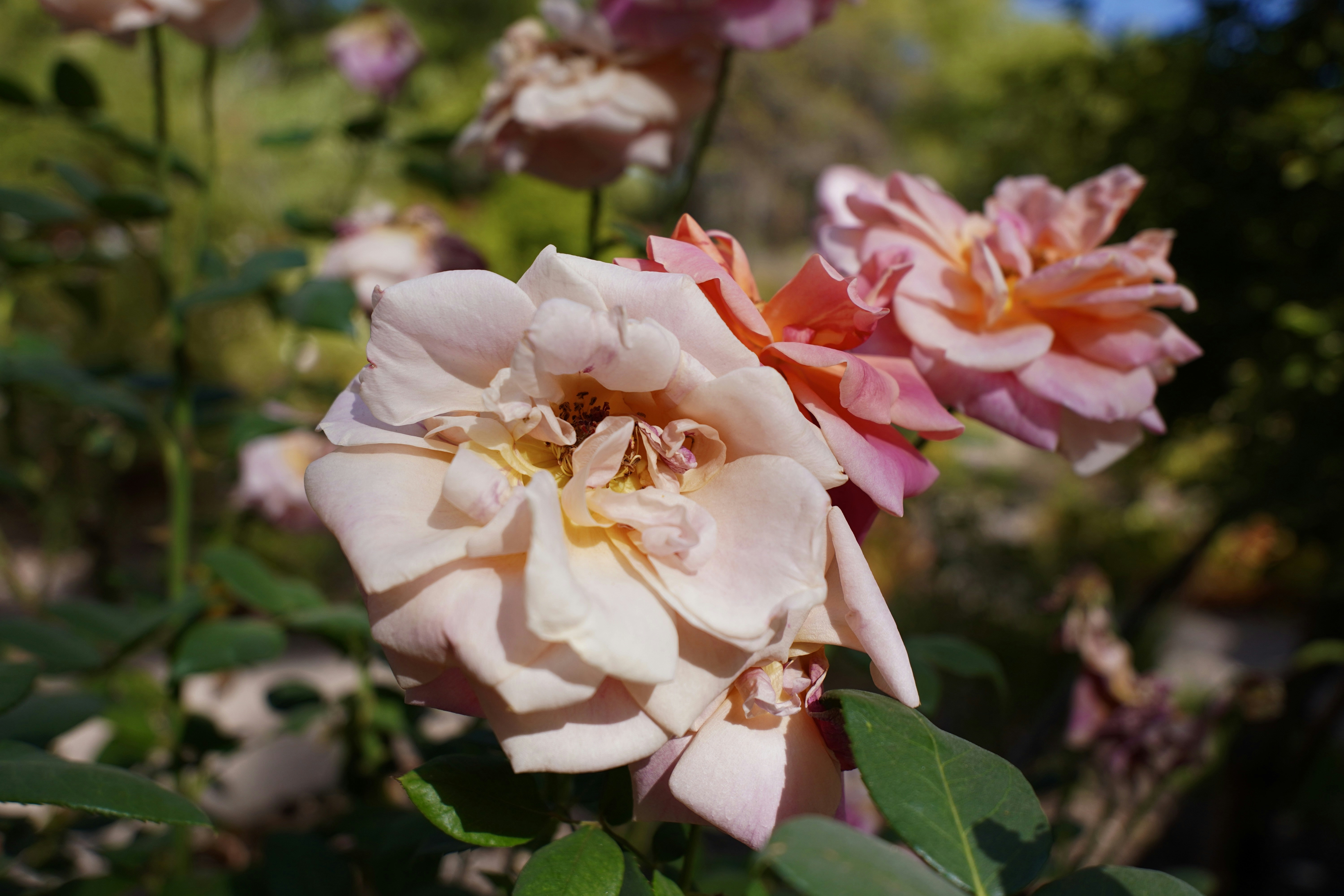 wedding wallpaper pastel, wallpaper, Cheap Wedding Favor Ideas Your Guests Will Actually Love 6