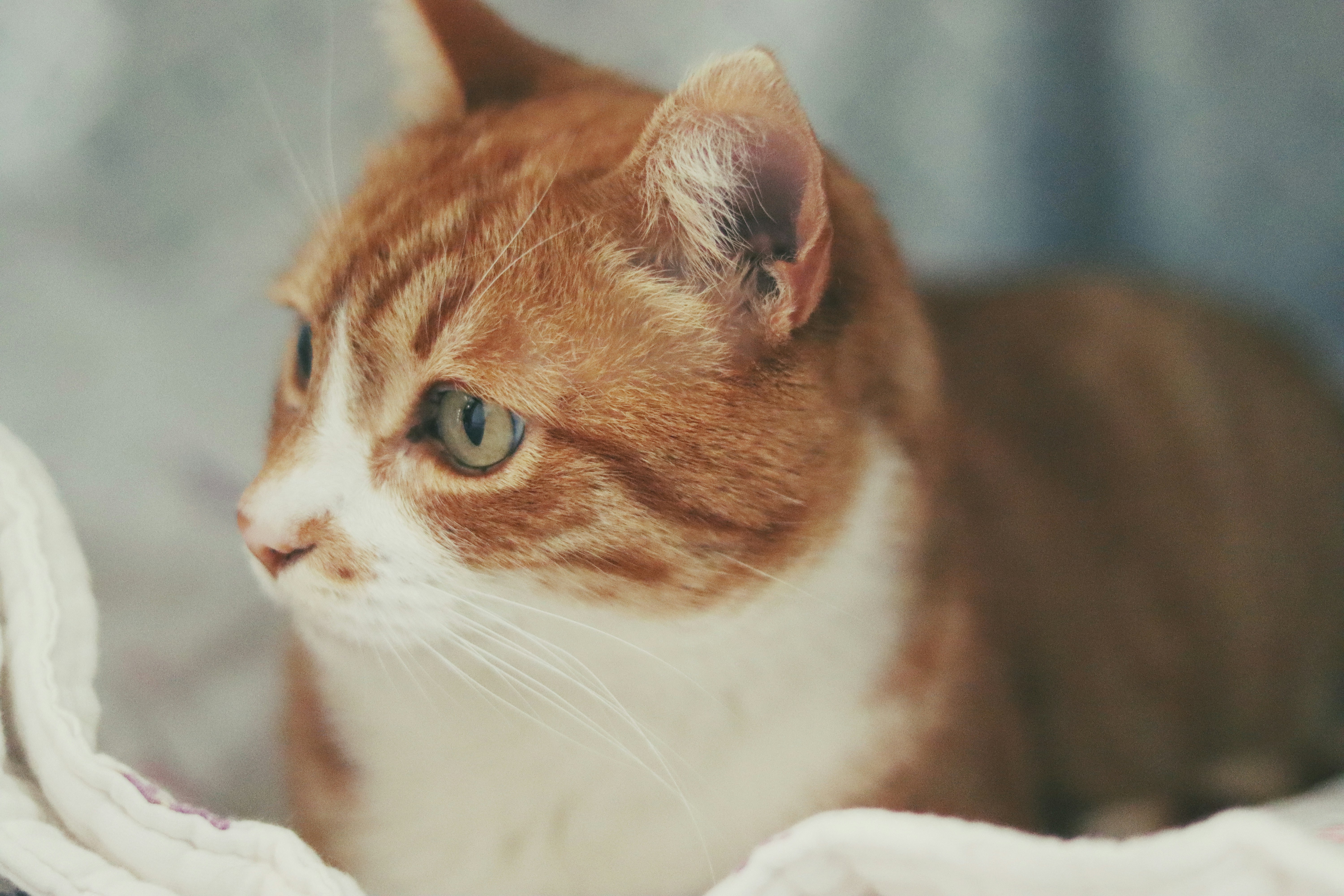 An orange and white cat laying on top of a bed