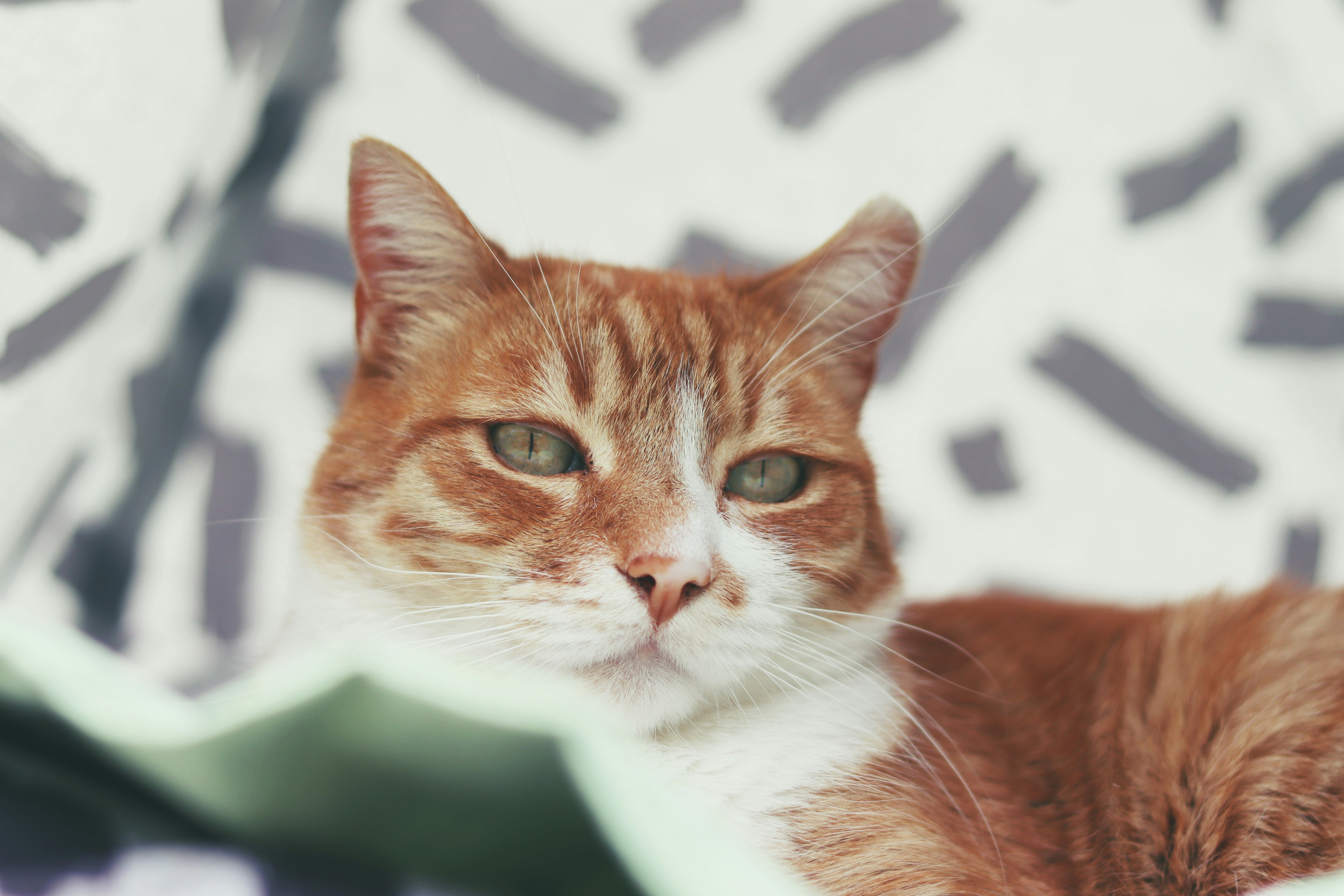 An orange and white cat laying on top of a bed
