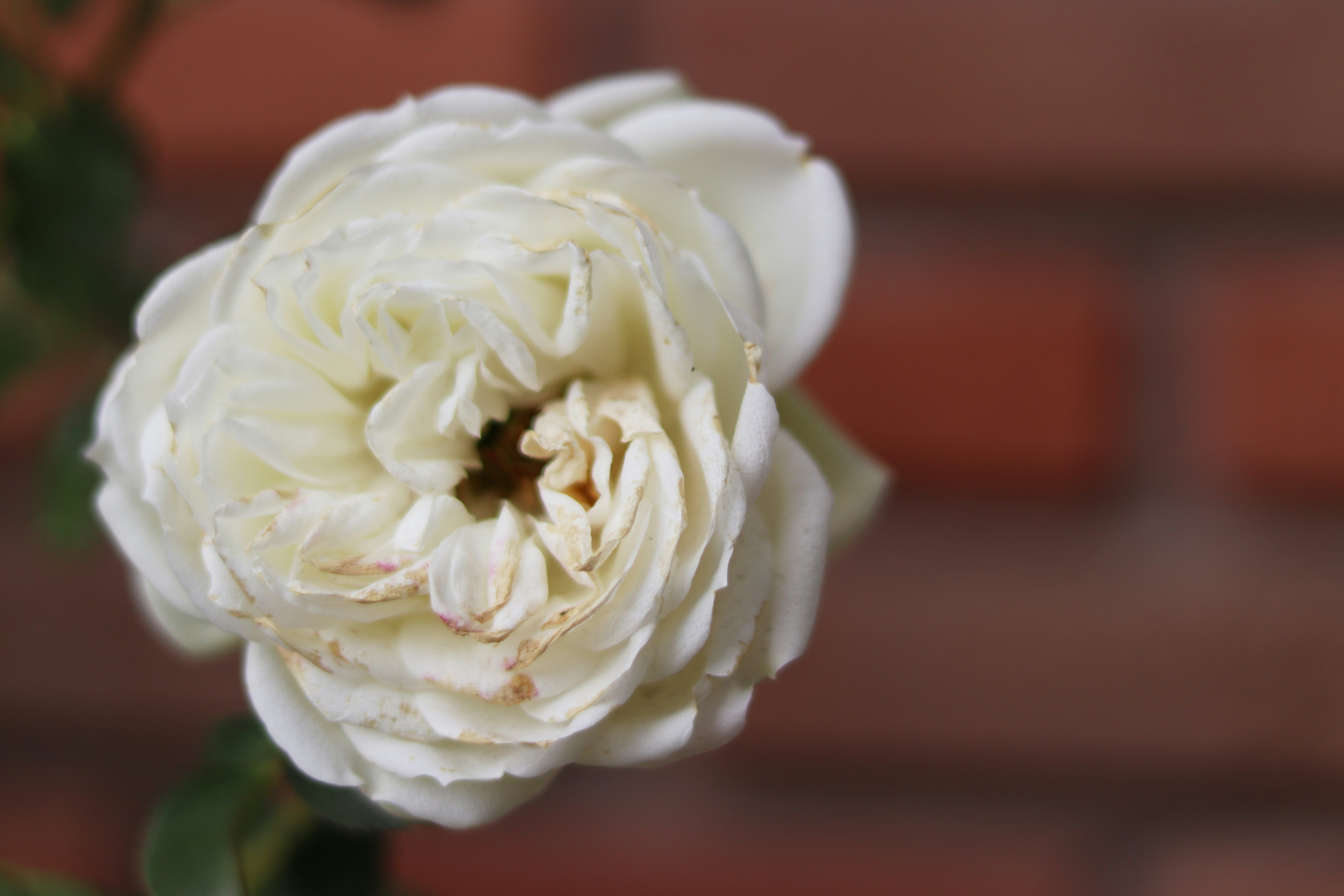 A white flower is in front of a brick wall