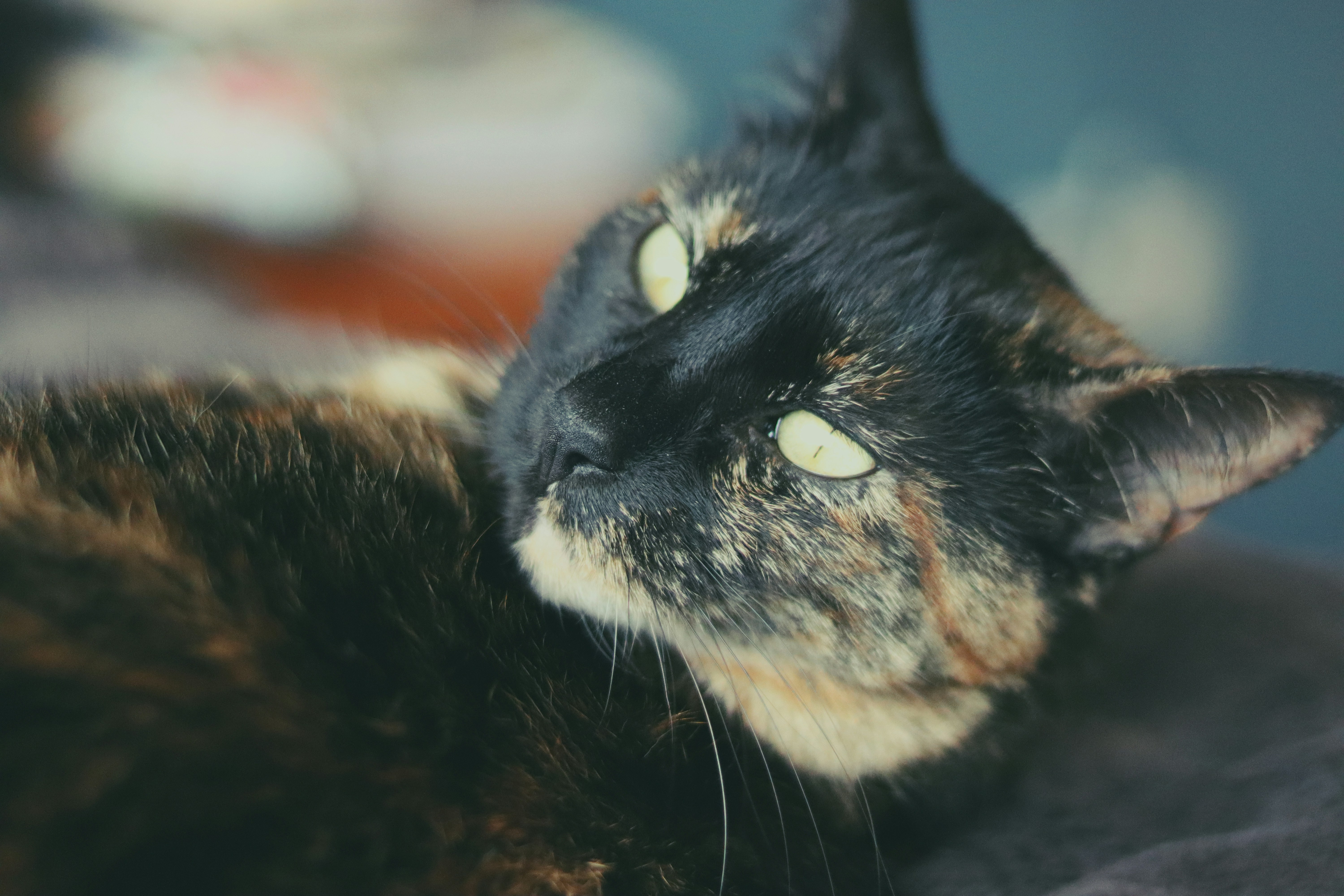 A calico cat laying on top of a bed