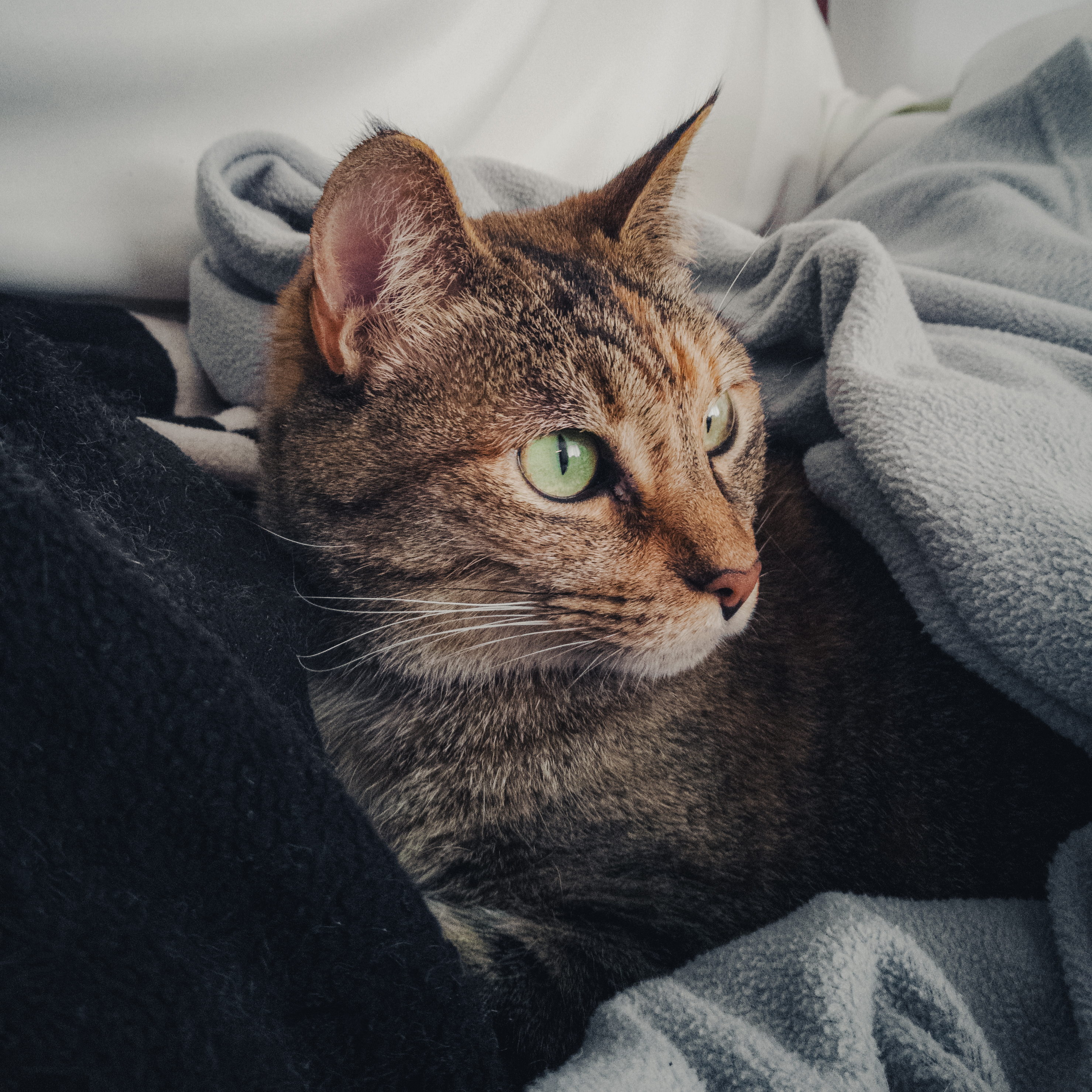 The Magic of Soft Blankets (image credits: unsplash)