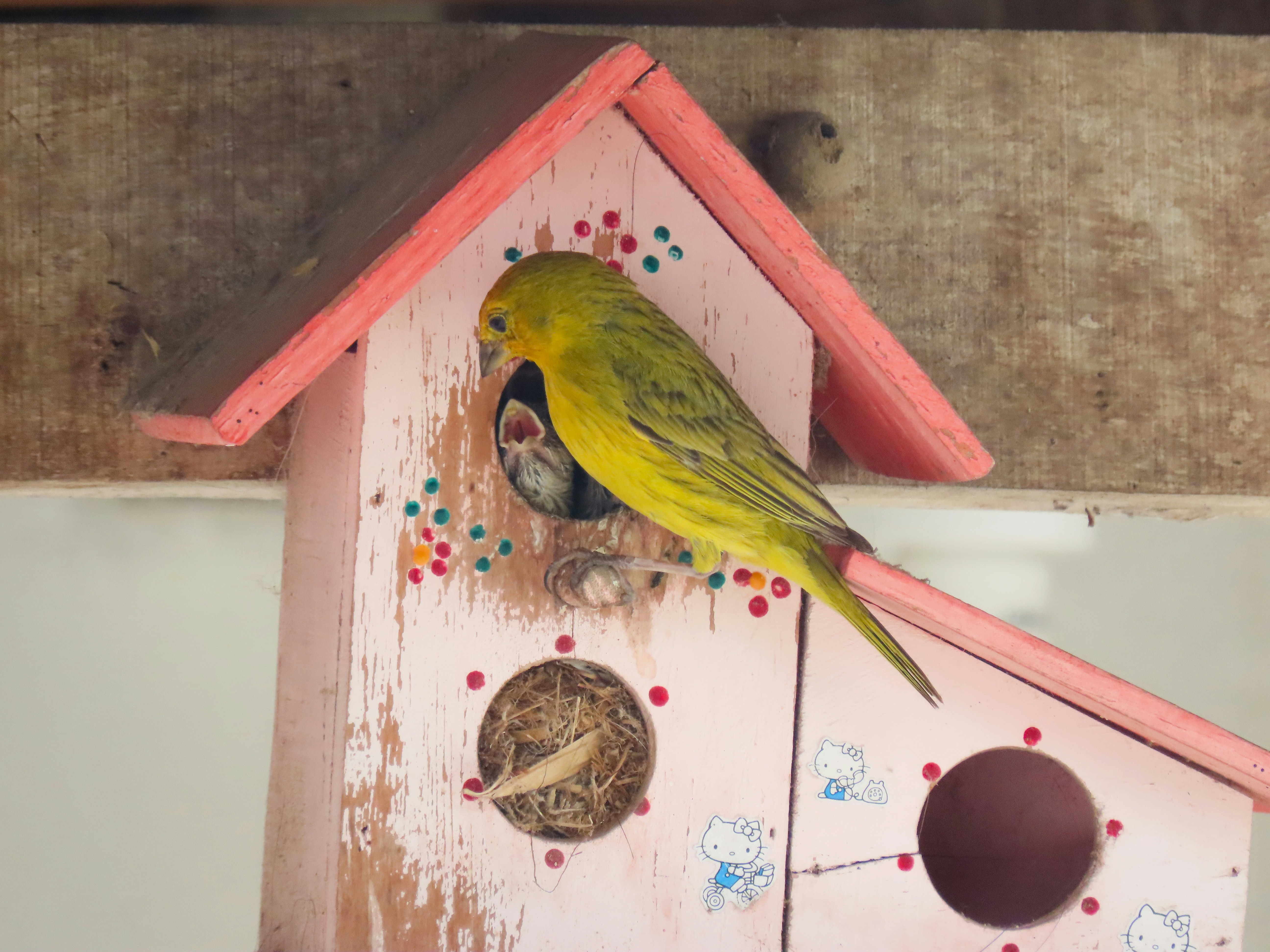 Bird exploring safe environment