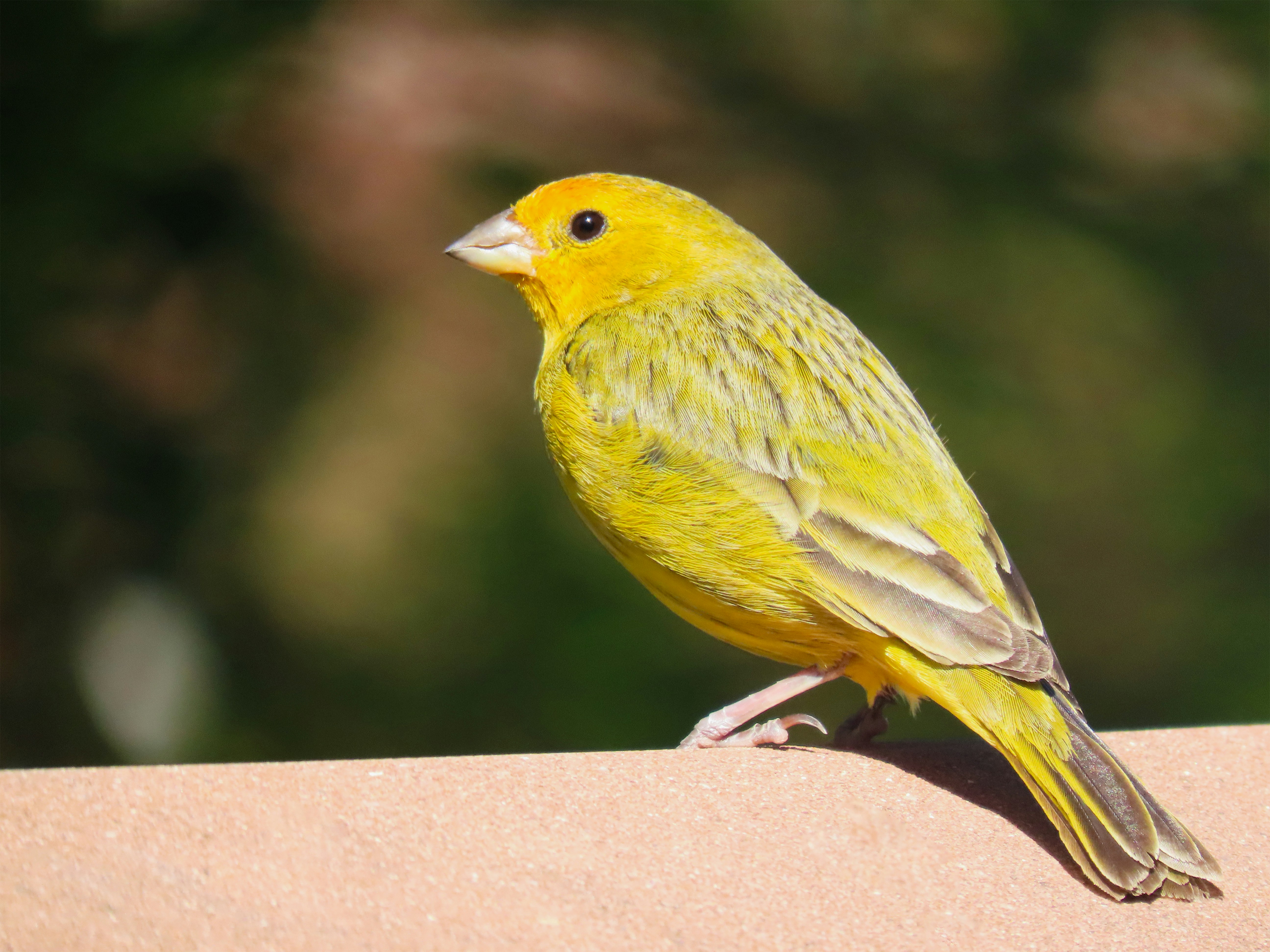Underground Mine Canary Monitoring - step by step process guide