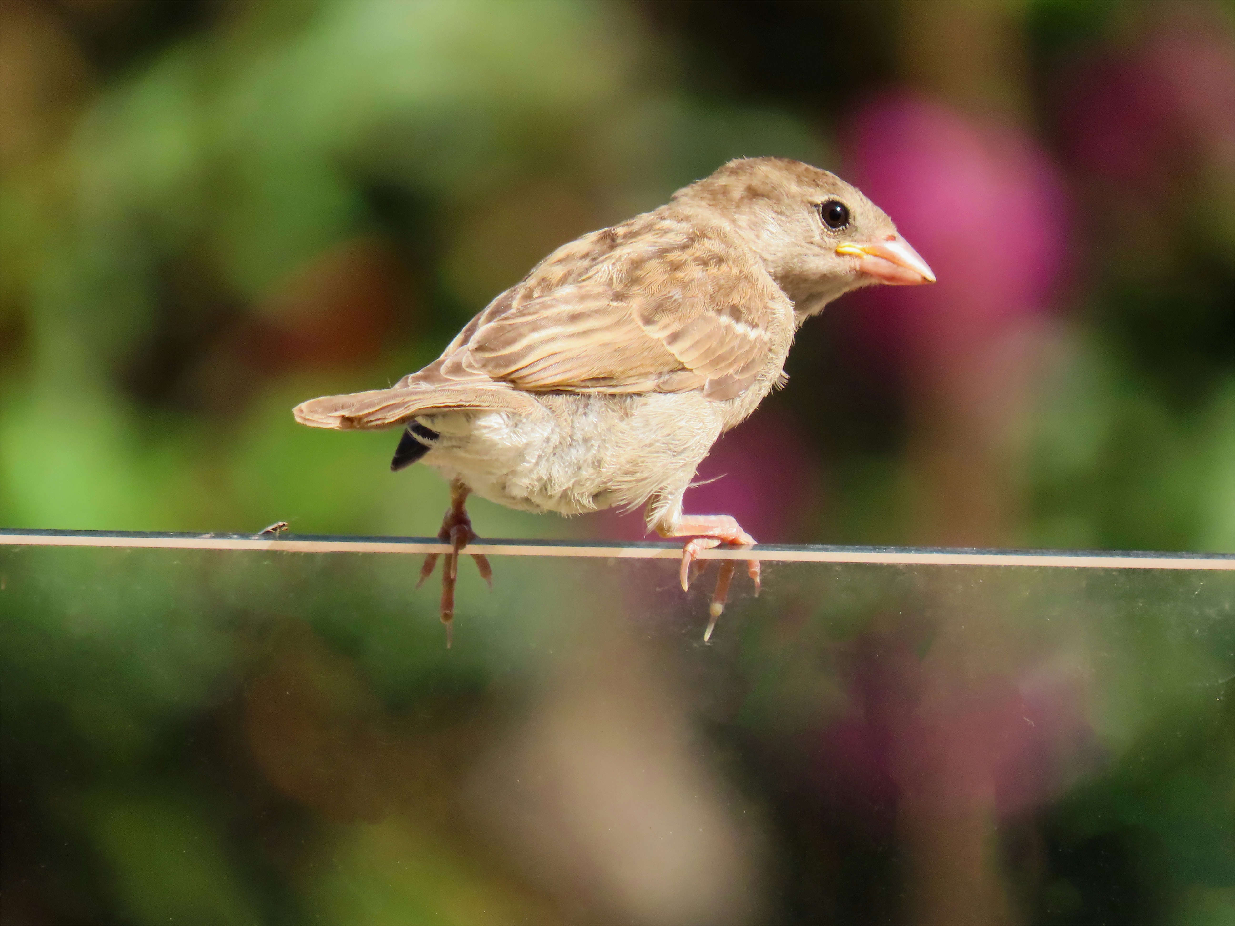 Photo by patricianicoloso