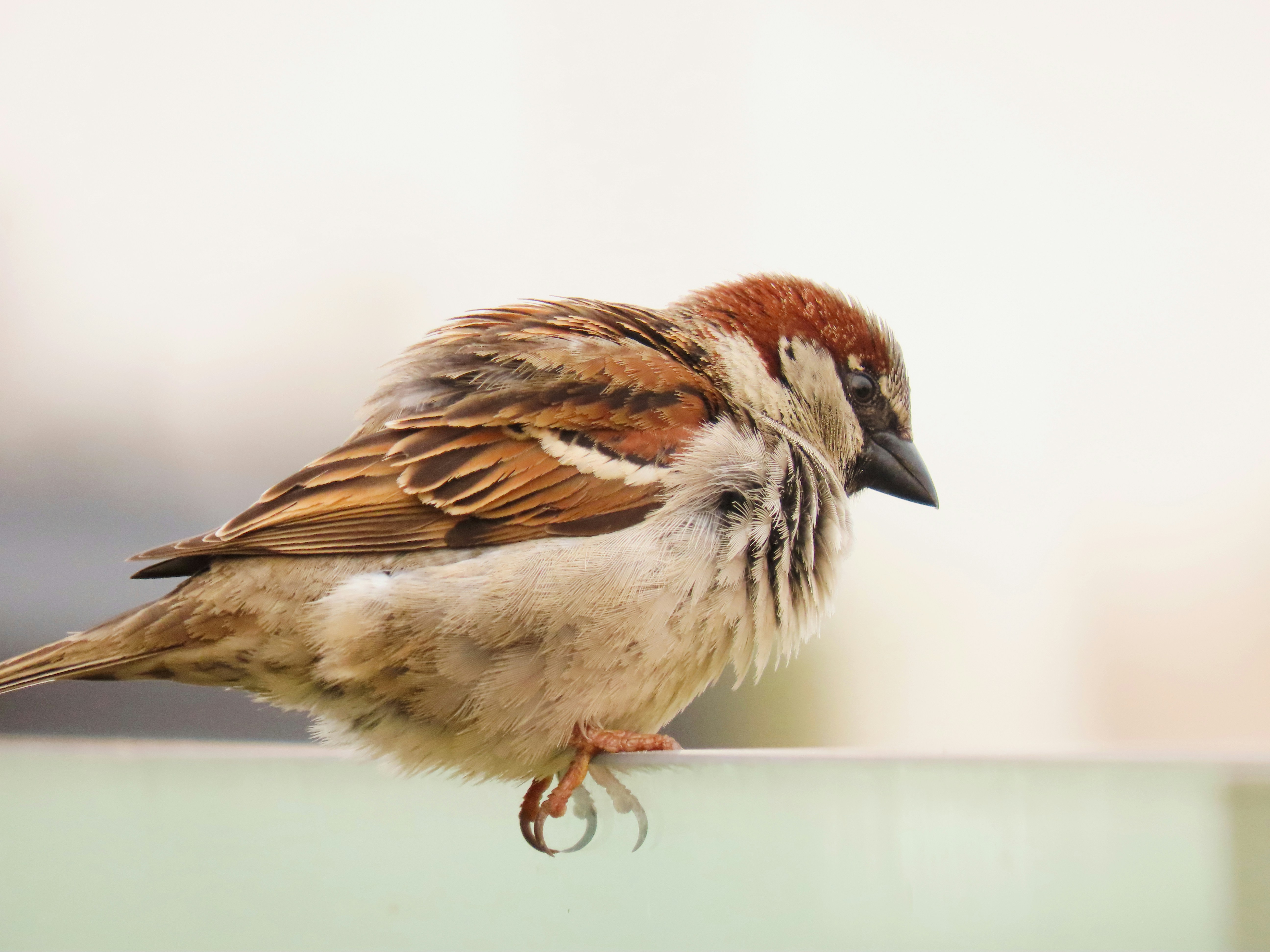 Photo by patricianicoloso