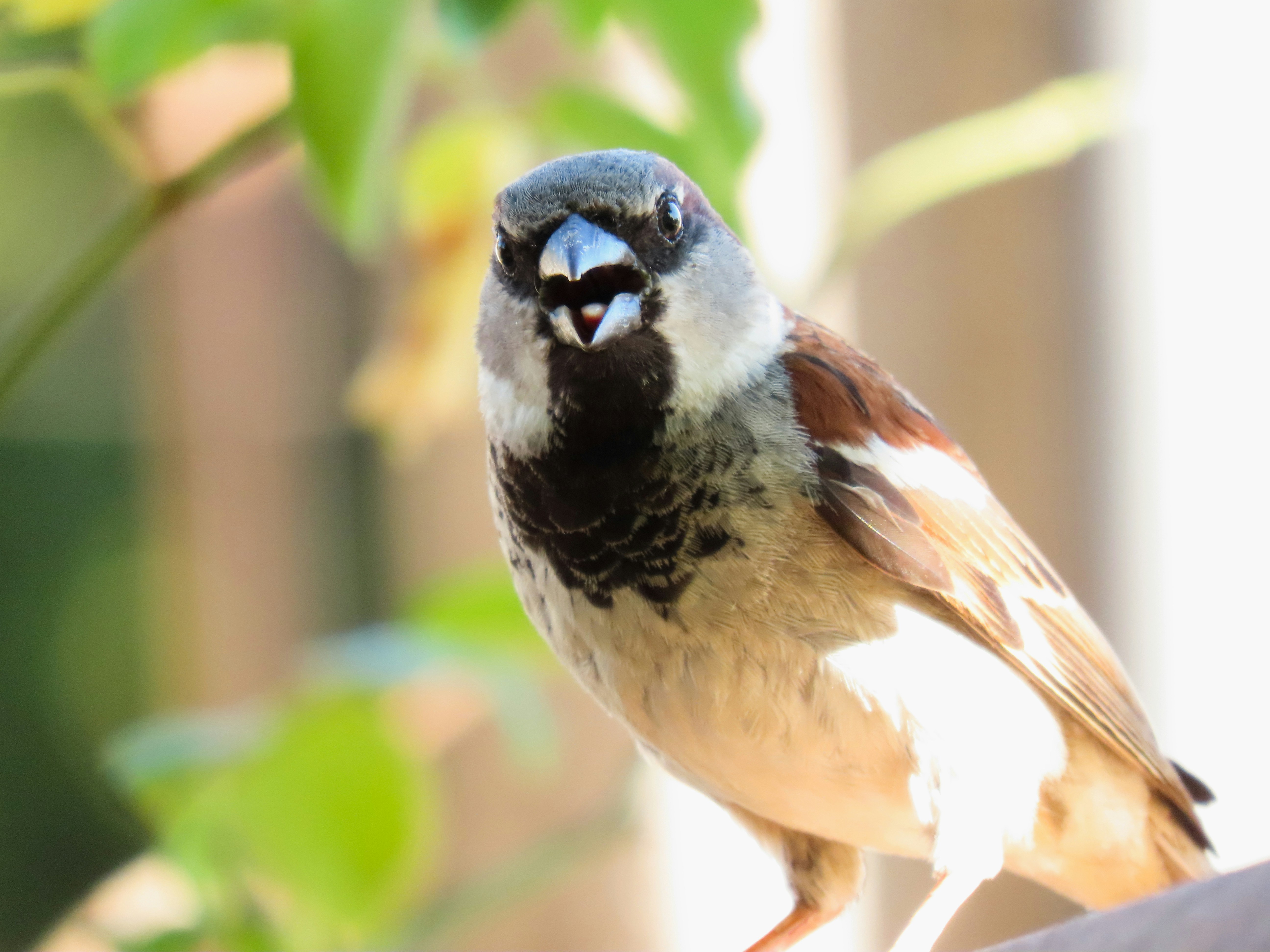 8 Apps That Help You Identify Birds During Backyard Bird Watching