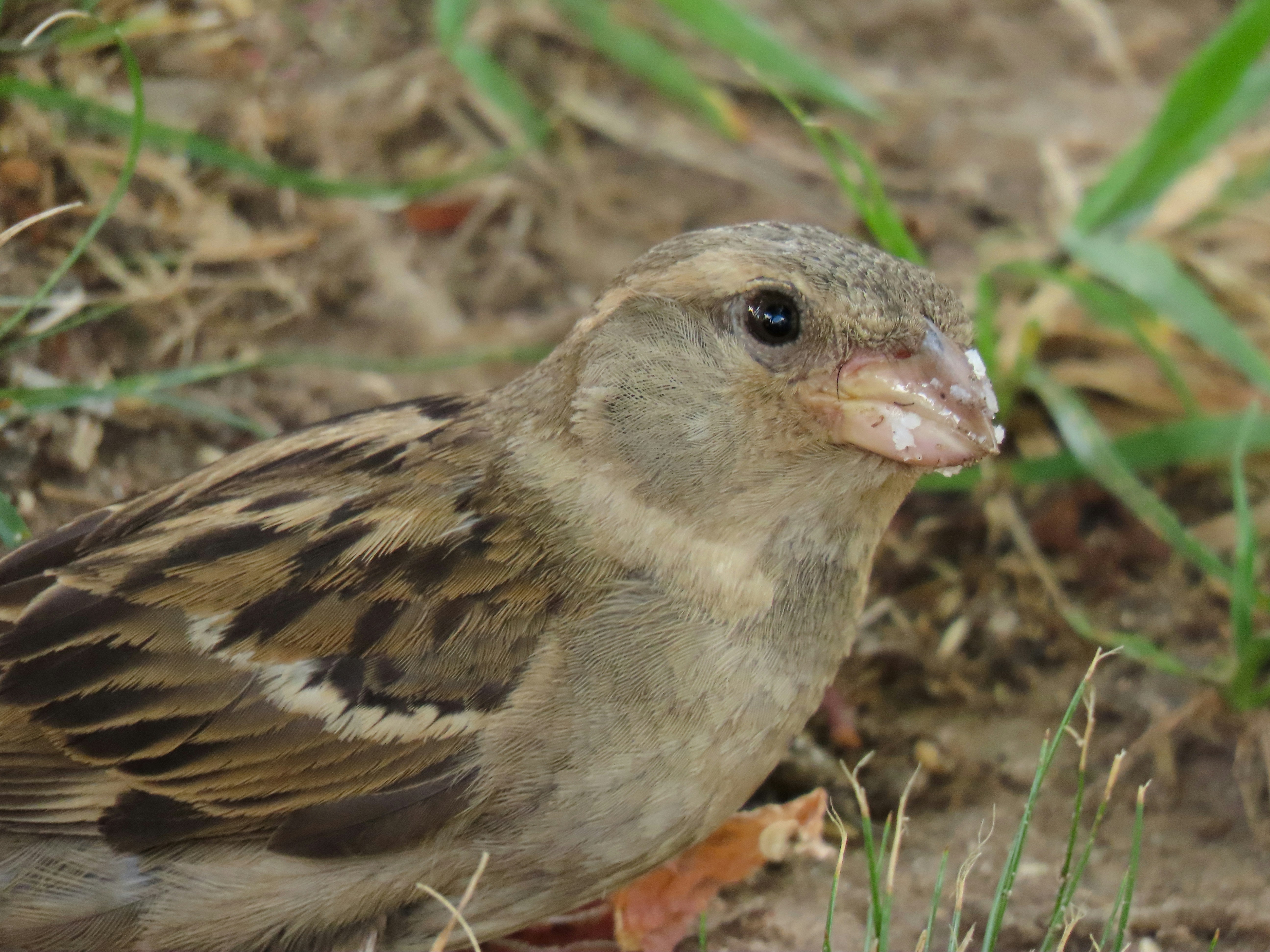 Photo by patricianicoloso