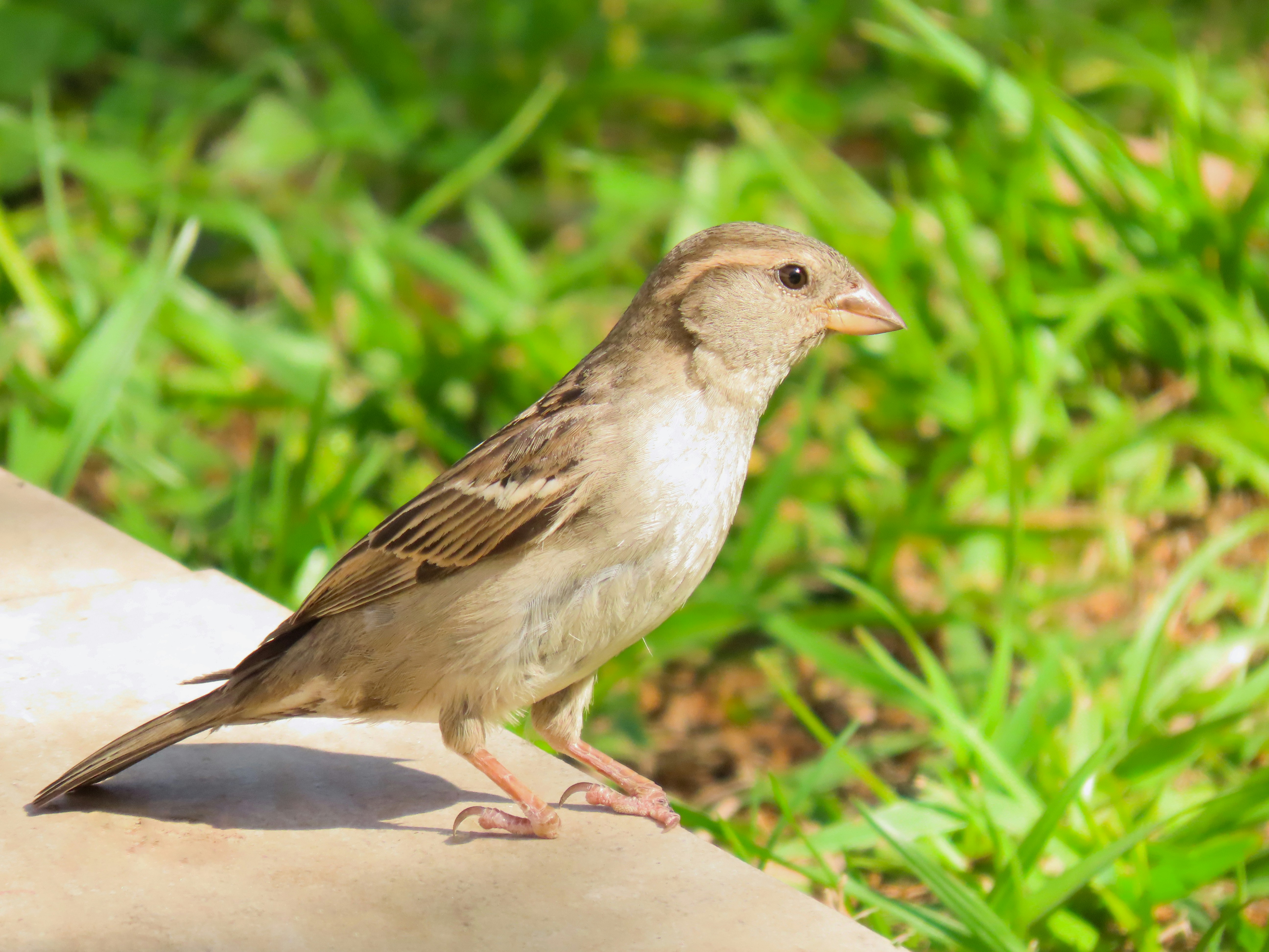 Photo by patricianicoloso