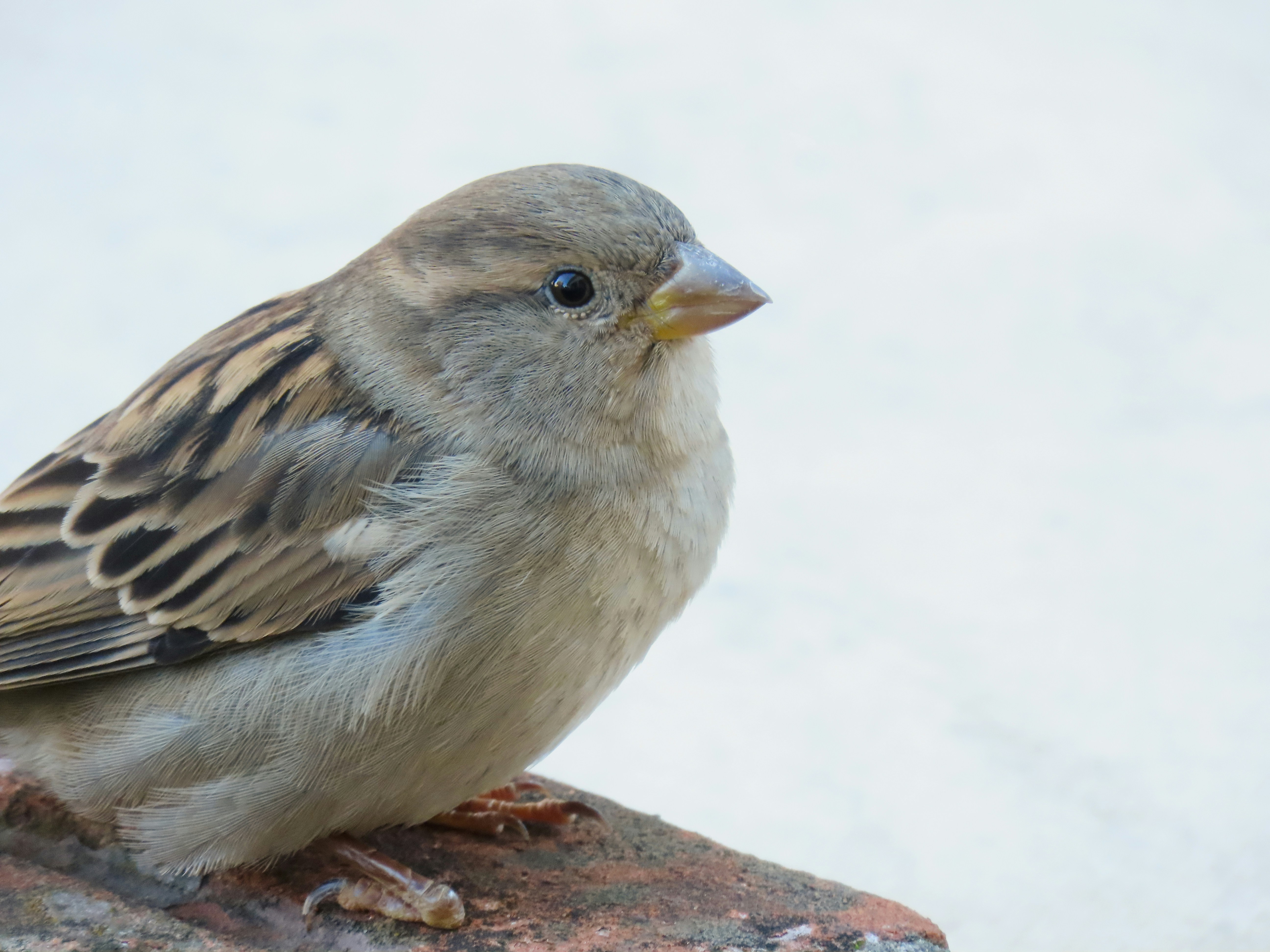 Photo by patricianicoloso