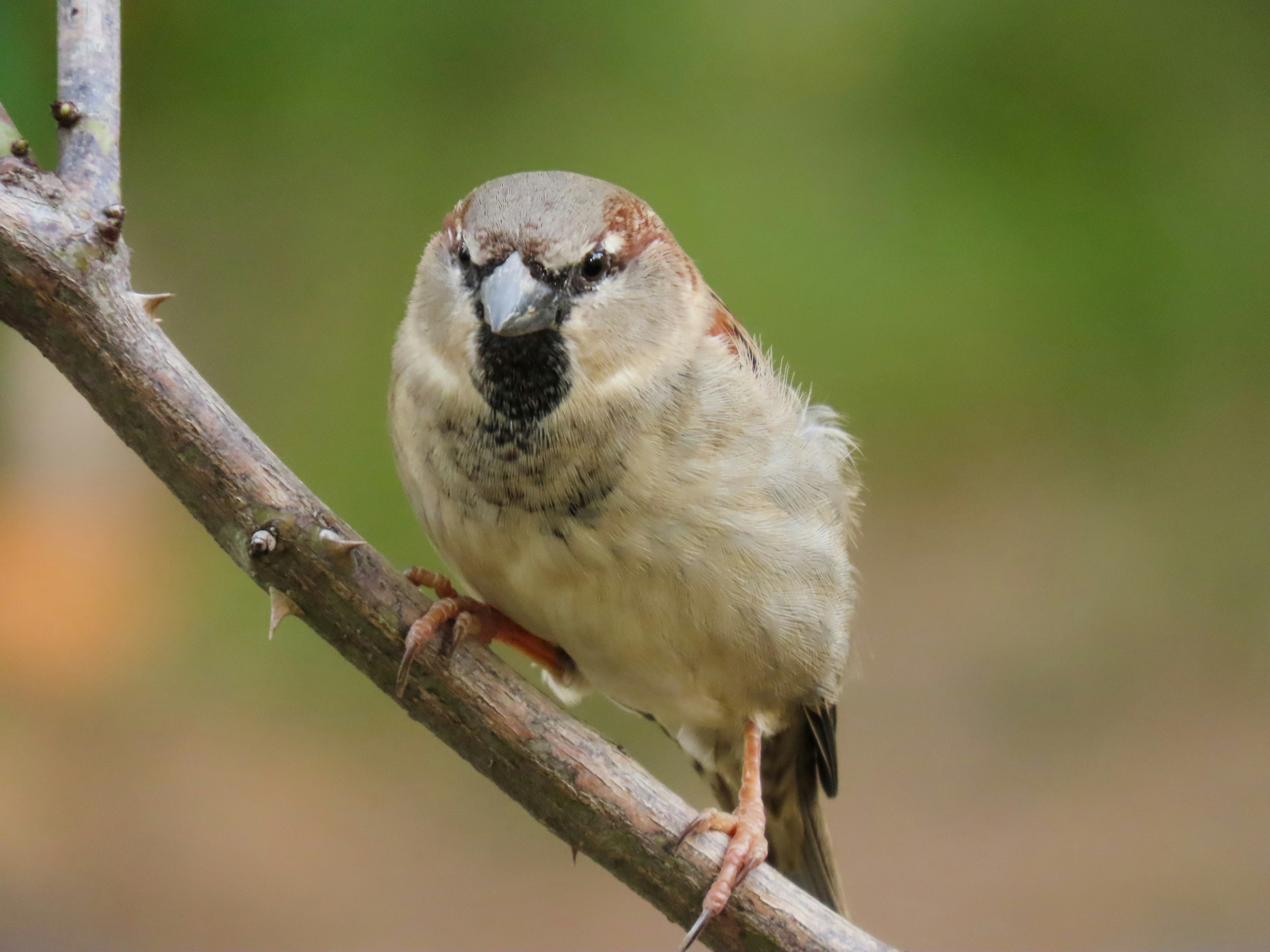 Photo by patricianicoloso