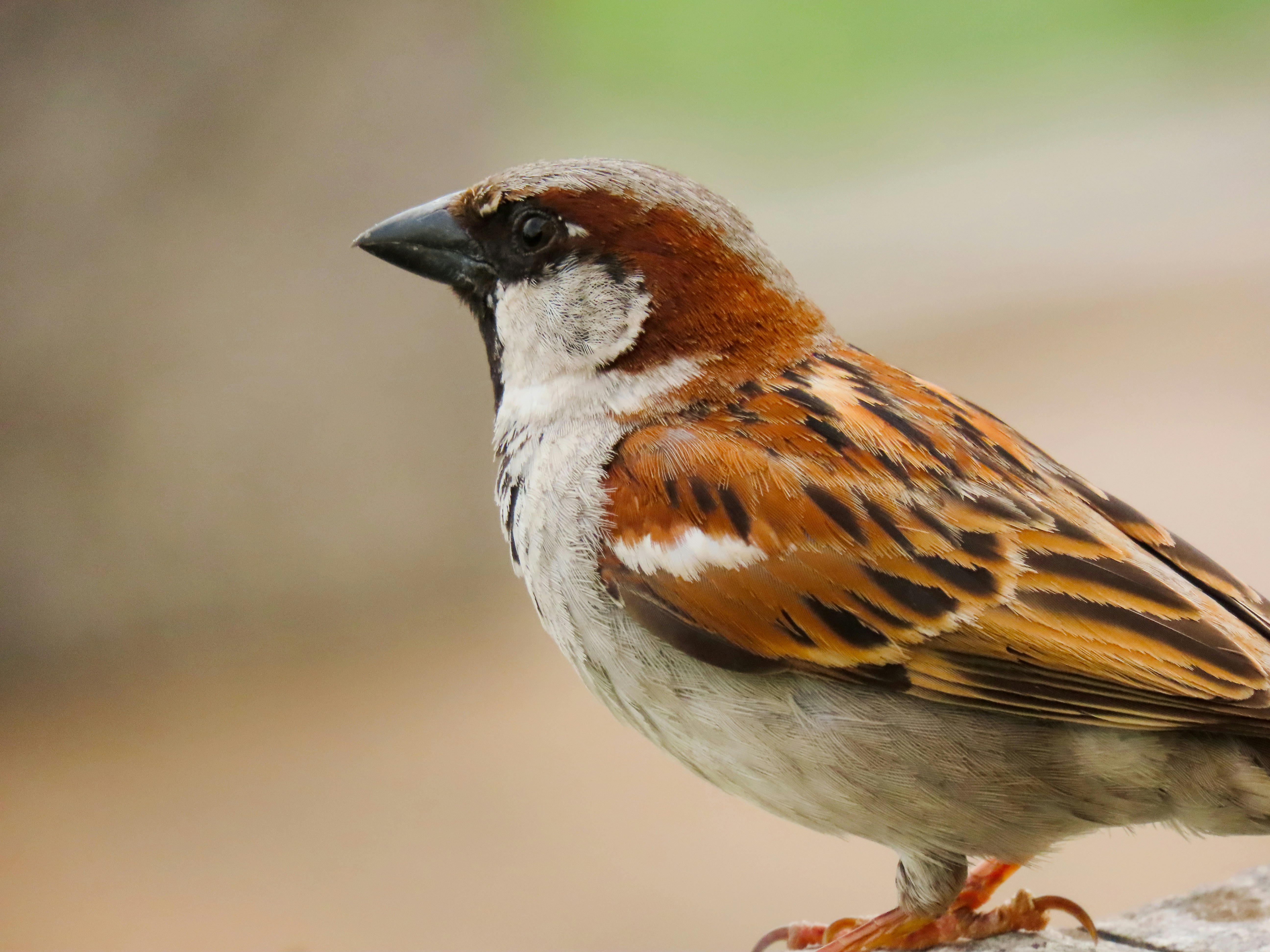 Photo by patricianicoloso