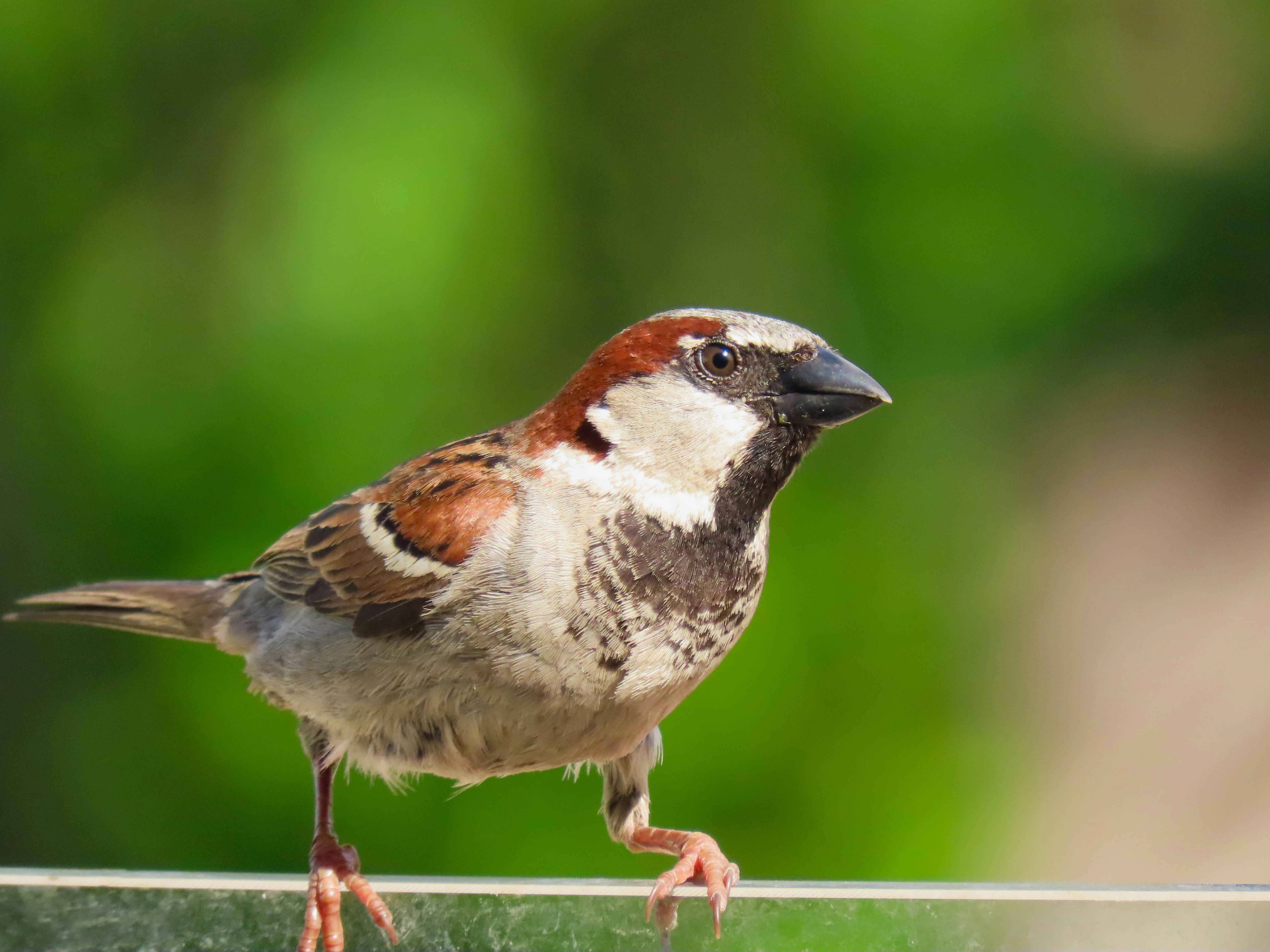 Pardal/House Sparrow (Passer domesticus)