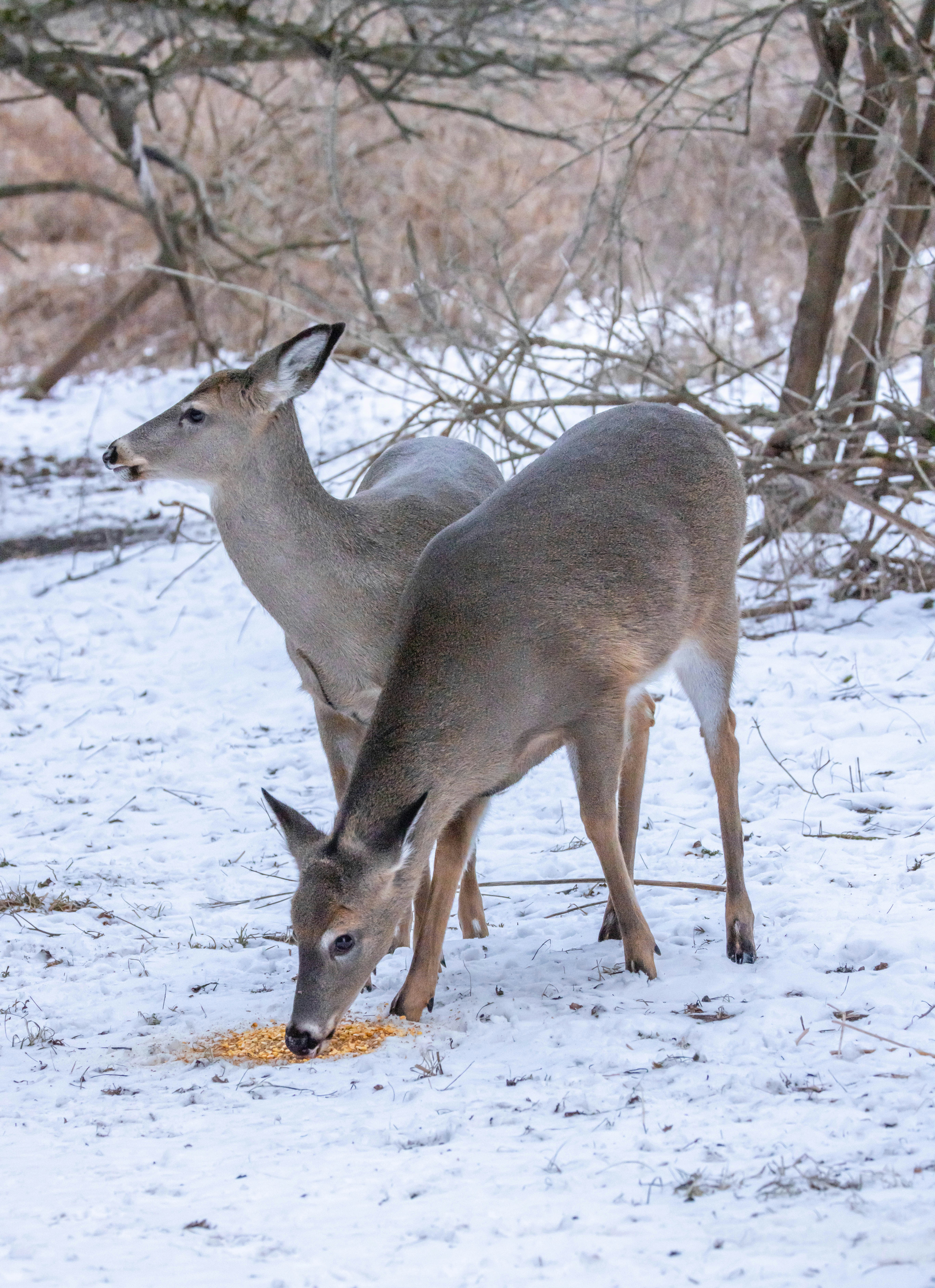 A couple of deer standing on top of a snow covered field