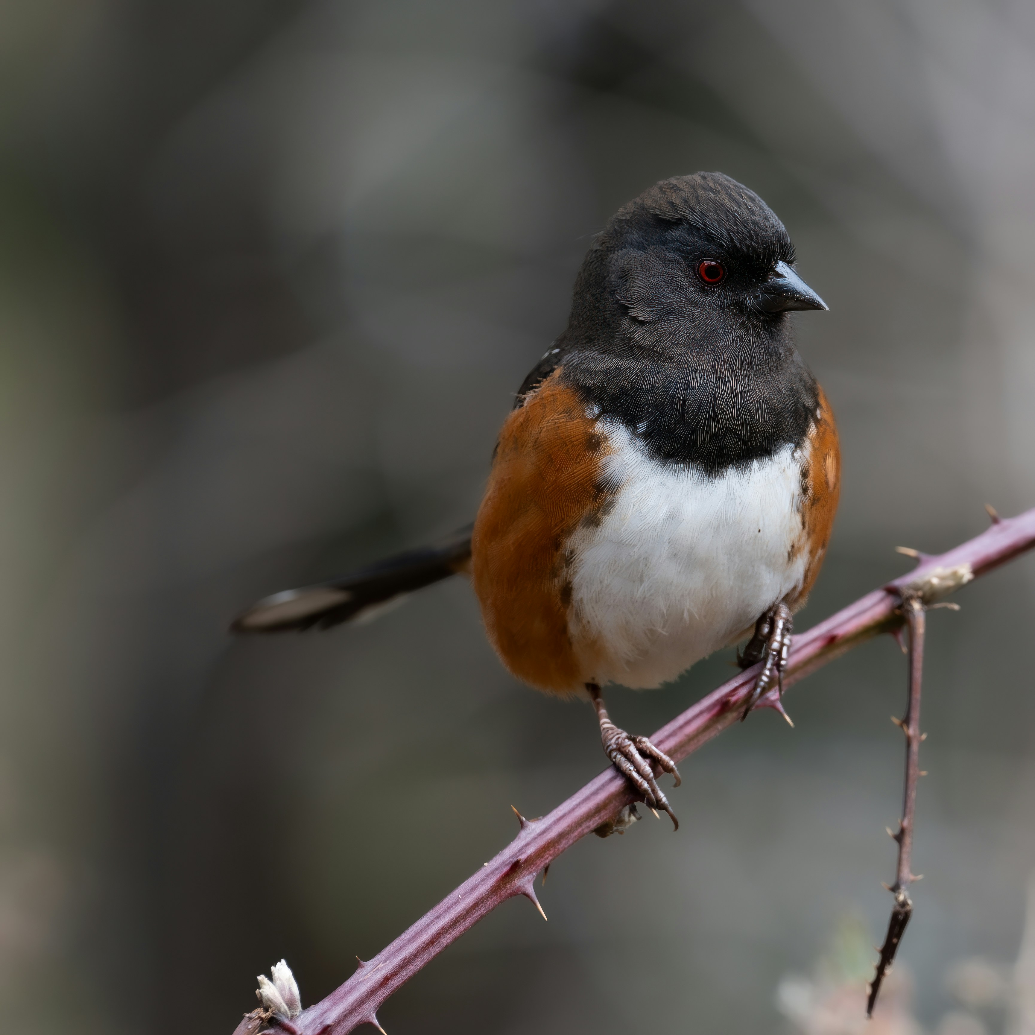 Photo by jonathankslim