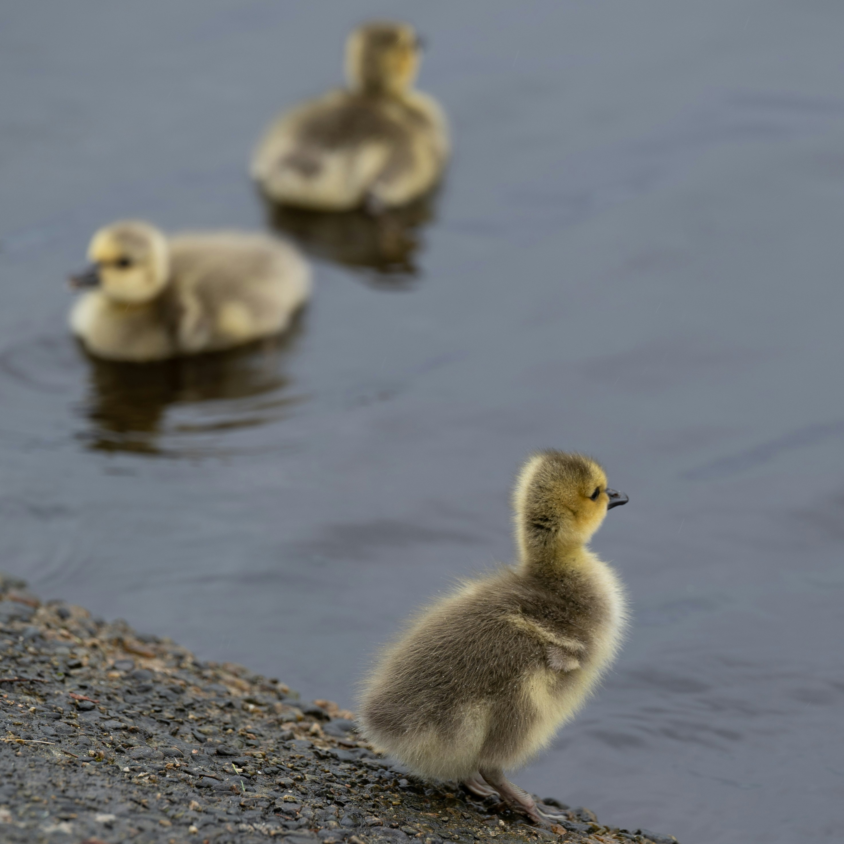 Photo by jonathankslim