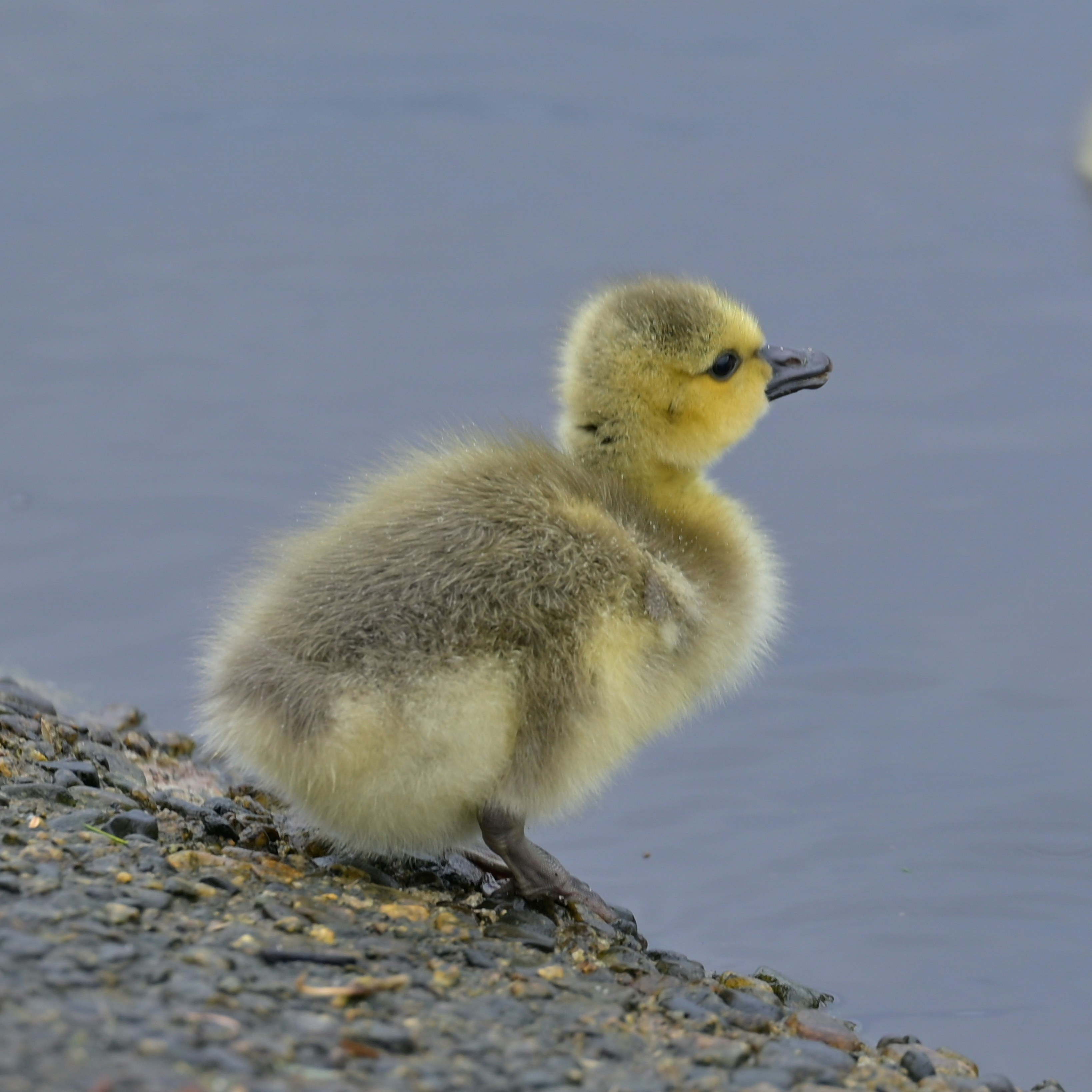 Photo by jonathankslim