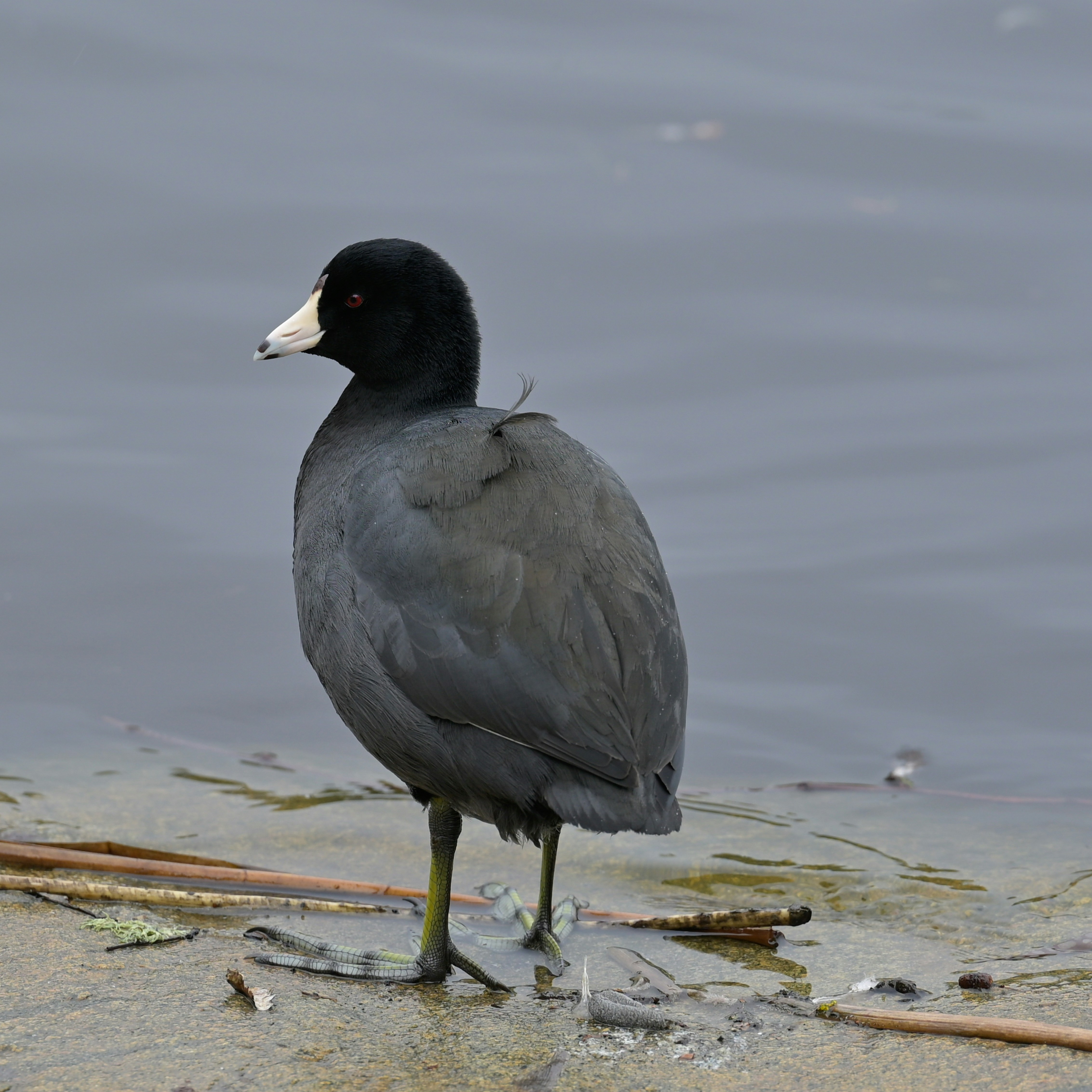 Photo by jonathankslim