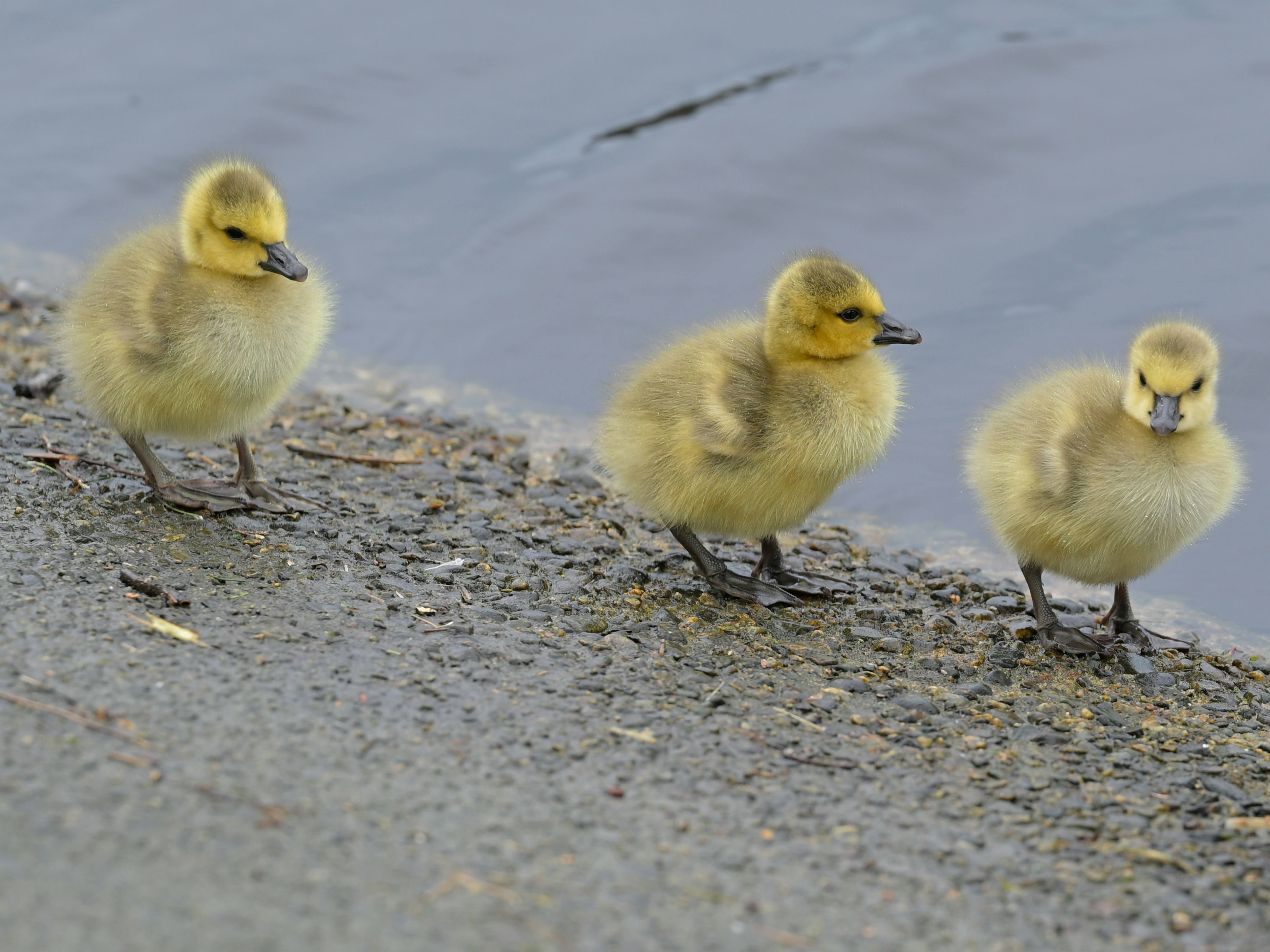 Photo by jonathankslim