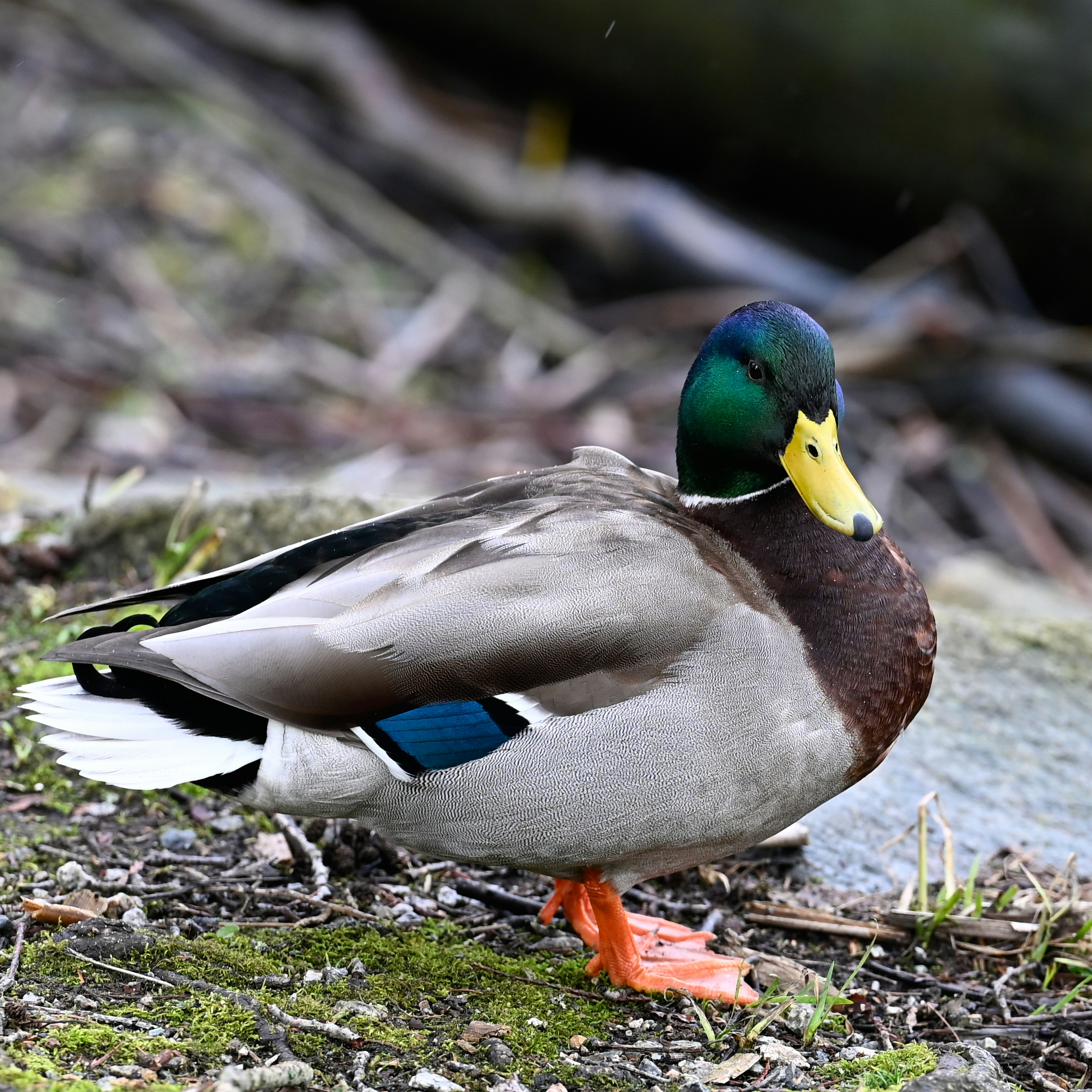 Photo by jonathankslim