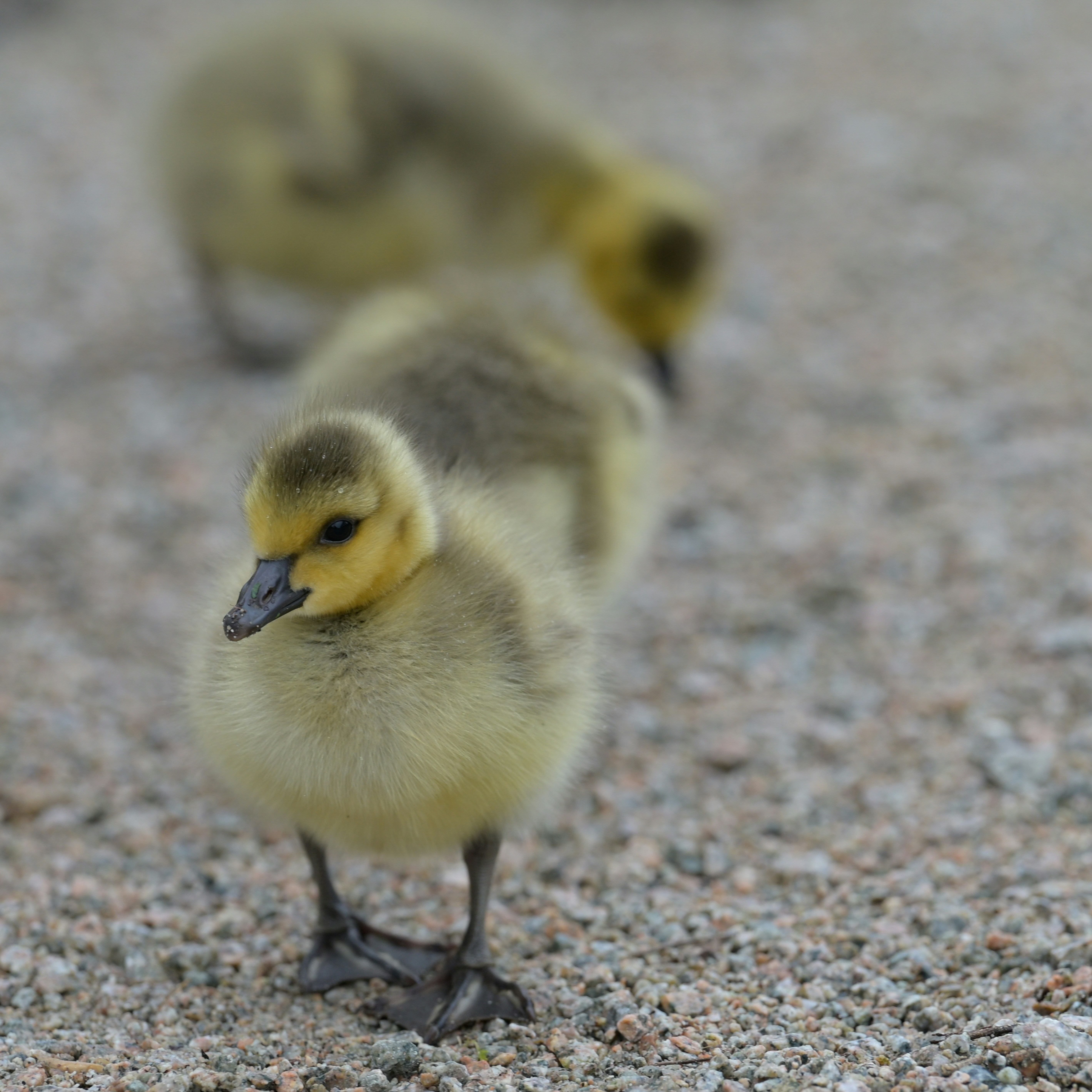 Photo by jonathankslim