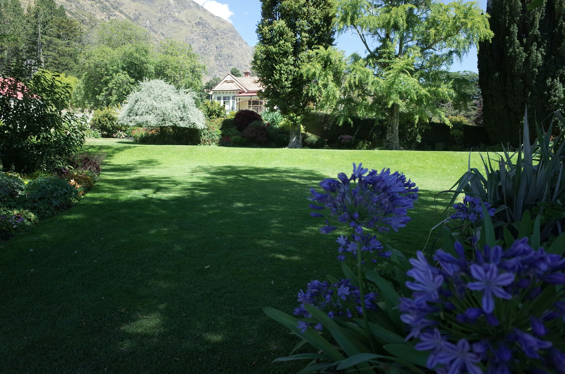 A lush green yard with purple flowers and trees