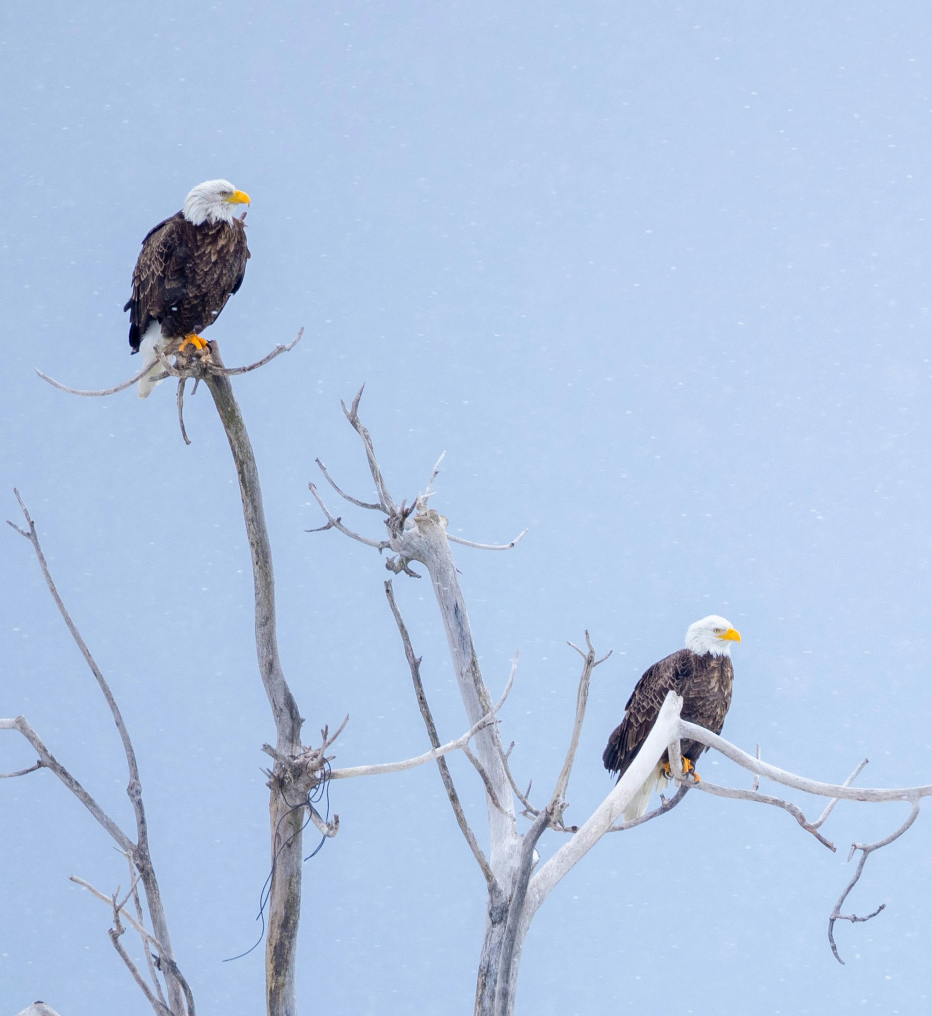 Two bald eagles sitting in a bare tree