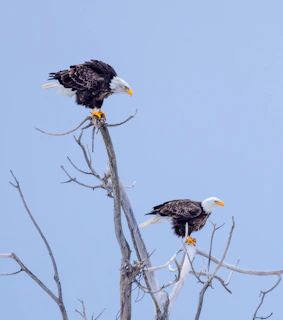 Two bald eagles perched on top of a dead tree