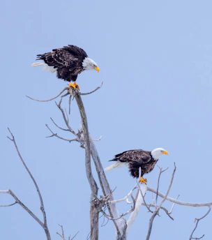 Two bald eagles perched on top of a dead tree
