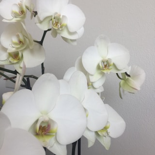 A vase filled with white flowers on top of a table