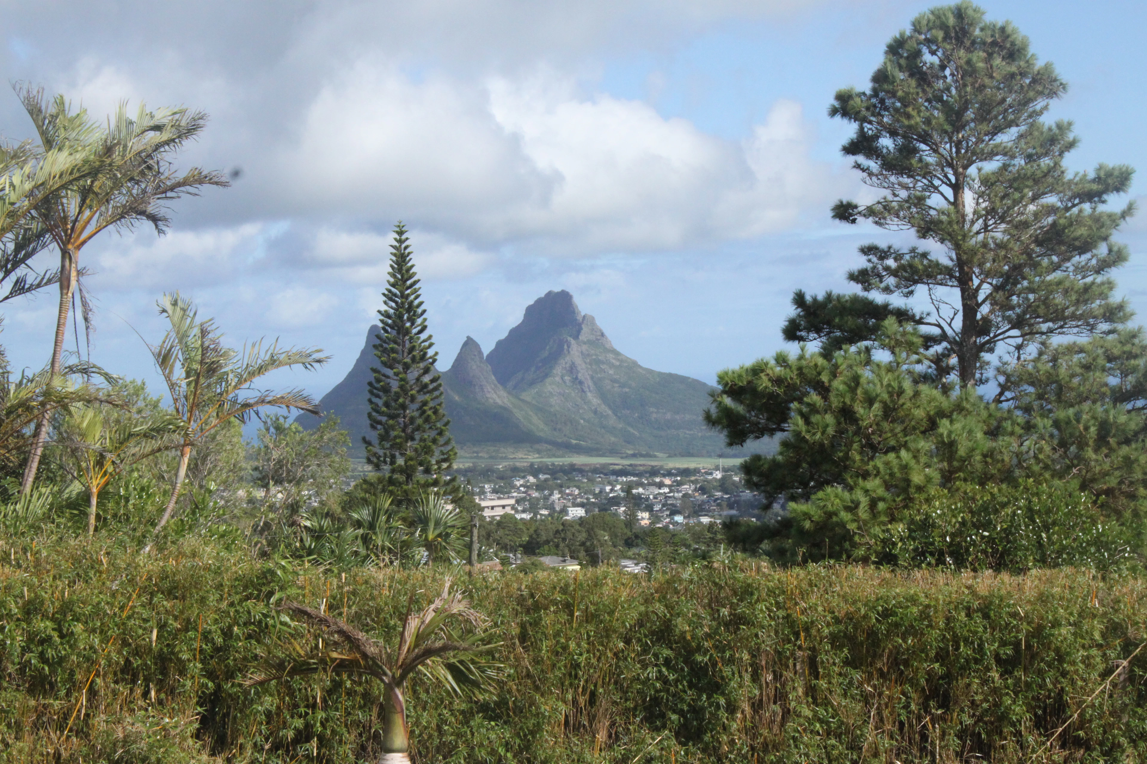 Tea Route, Mauritius