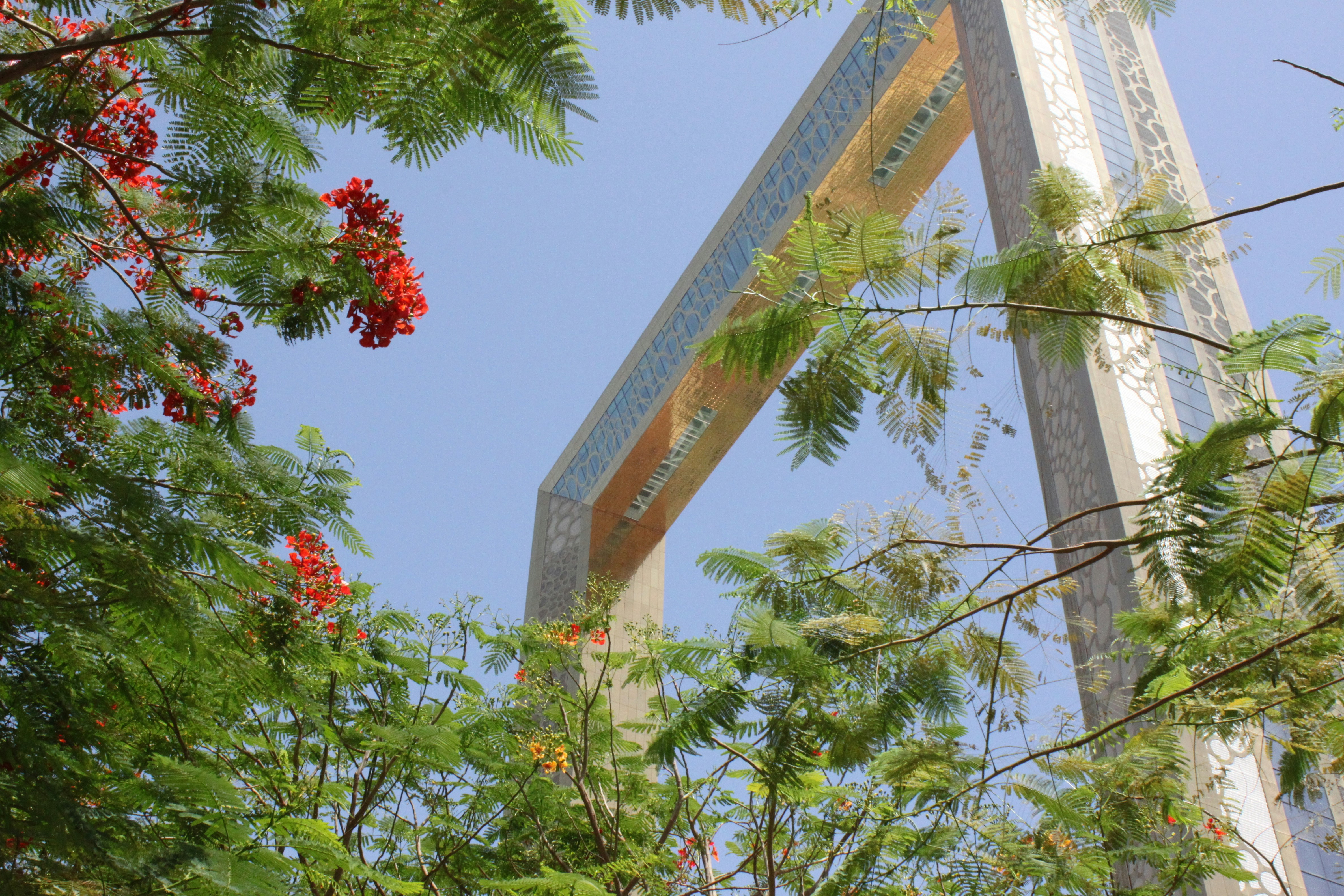 A view of a roller coaster through the trees