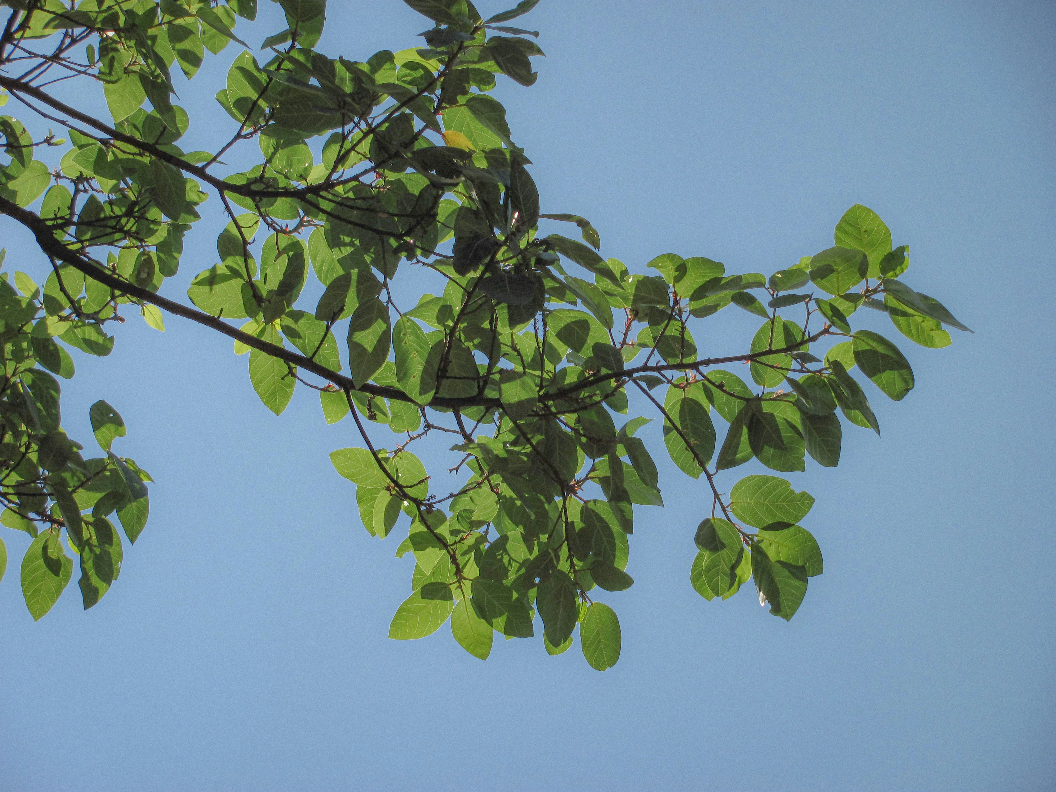 Photo by sanketjawali